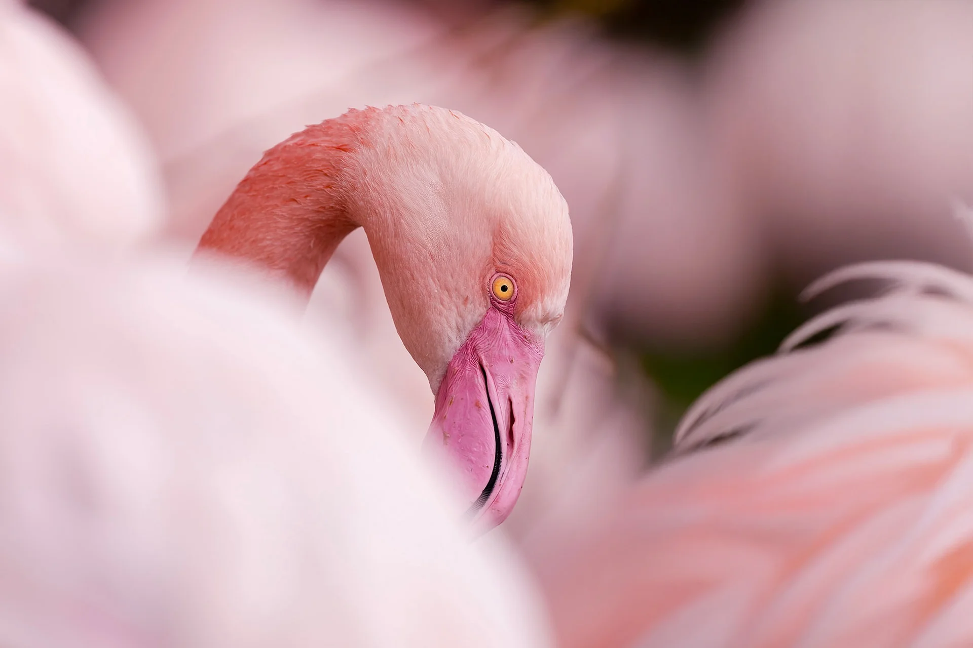 6hodinový fotografický kurz v českých zoo s profíkem Patrikem Staňkem