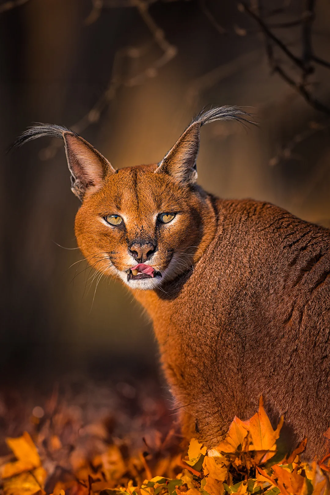6hodinový fotografický kurz v českých zoo s profíkem Patrikem Staňkem