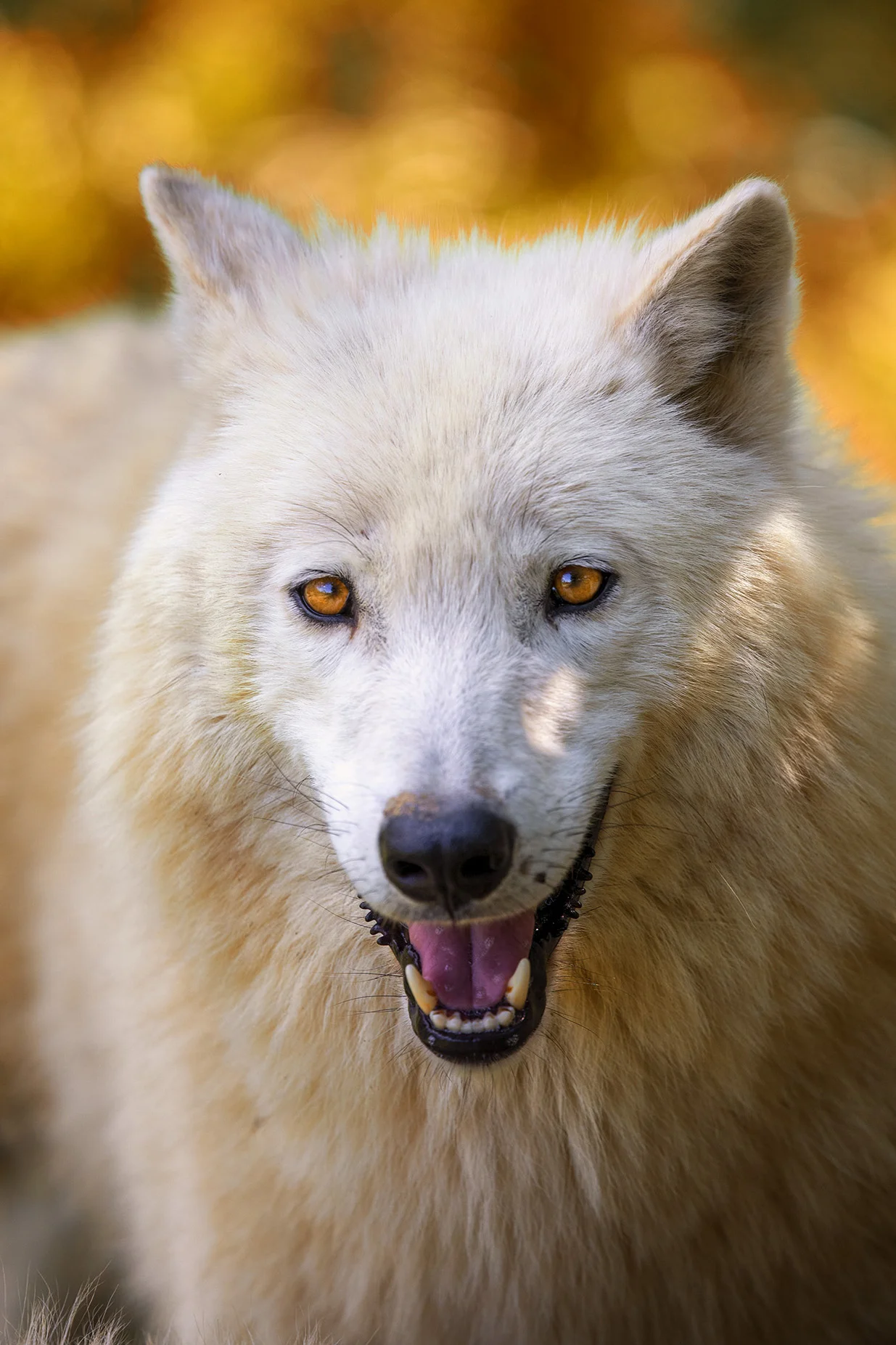 6hodinový fotografický kurz v českých zoo s profíkem Patrikem Staňkem
