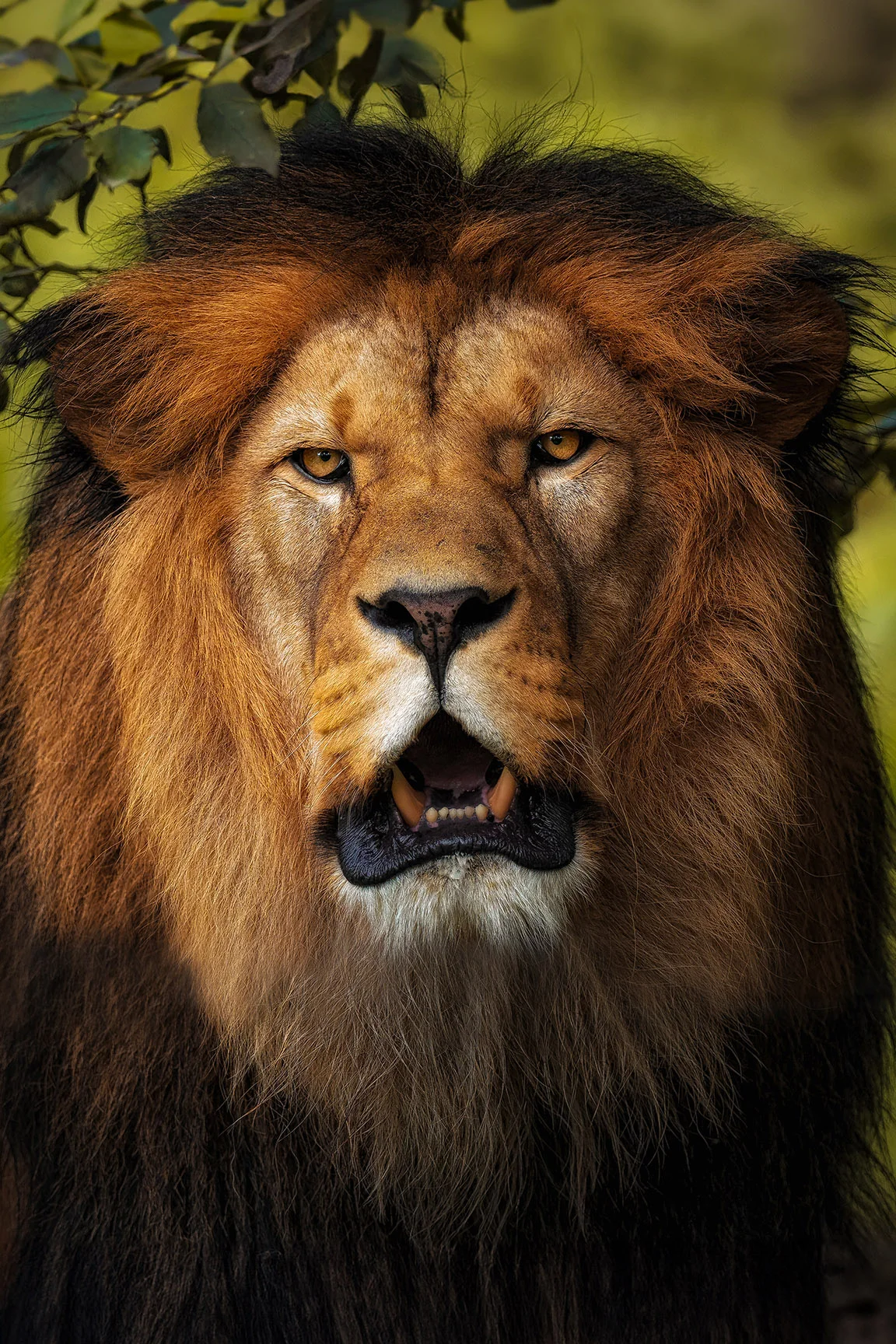 6hodinový fotografický kurz v českých zoo s profíkem Patrikem Staňkem