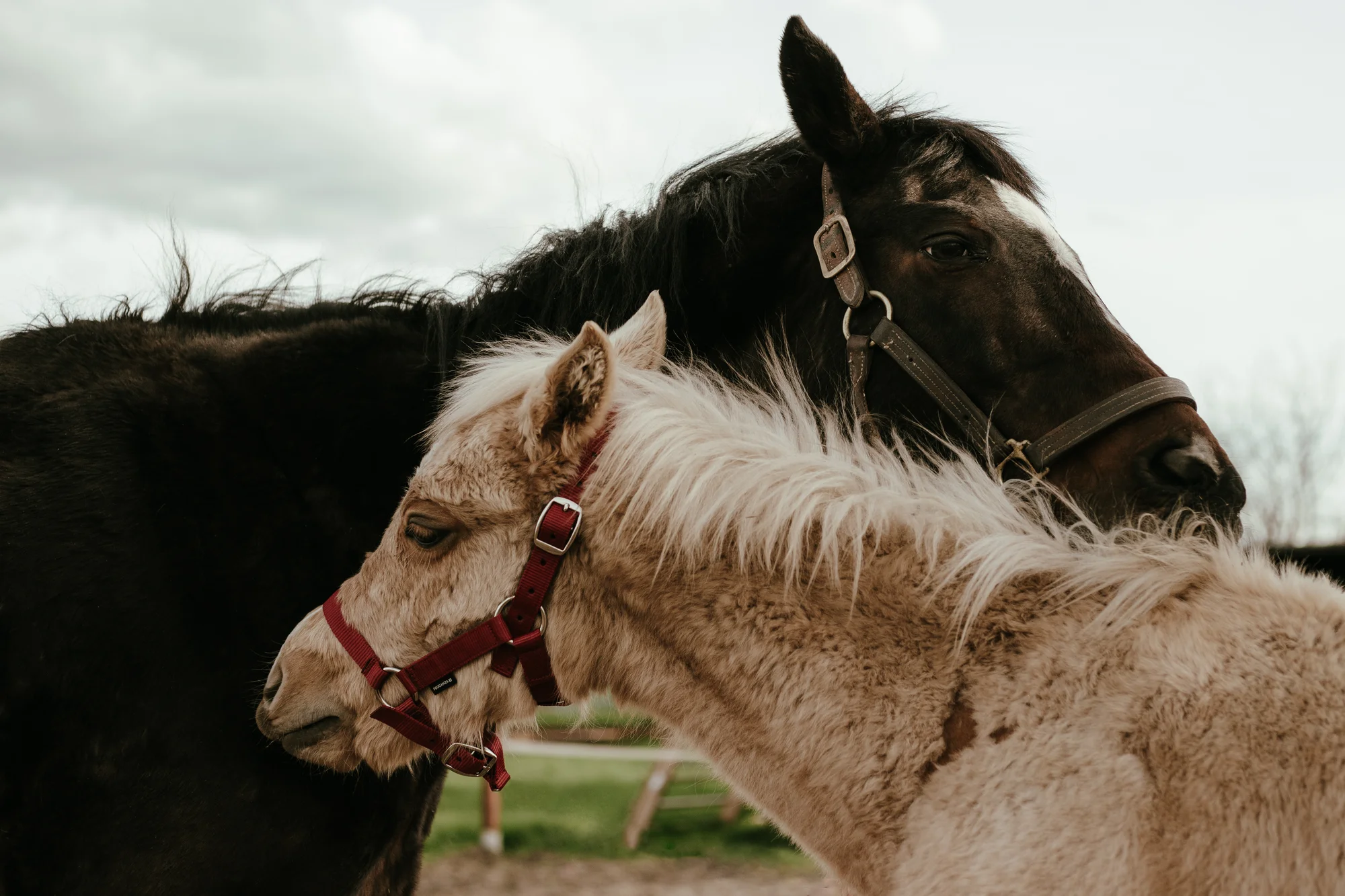 Pony školička: projížďka i pohlazení poníků včetně návštěvy dalších zvířátek