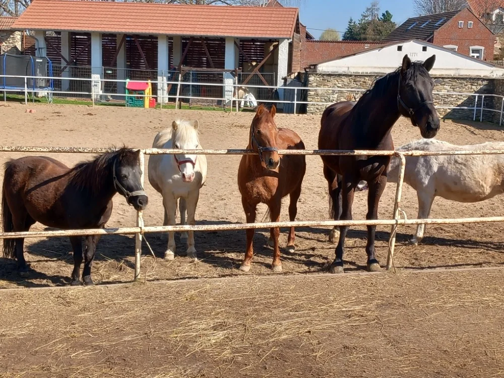 Projížďka s poníky pro děti nebo individuální lekce s koňmi v jezdecké škole