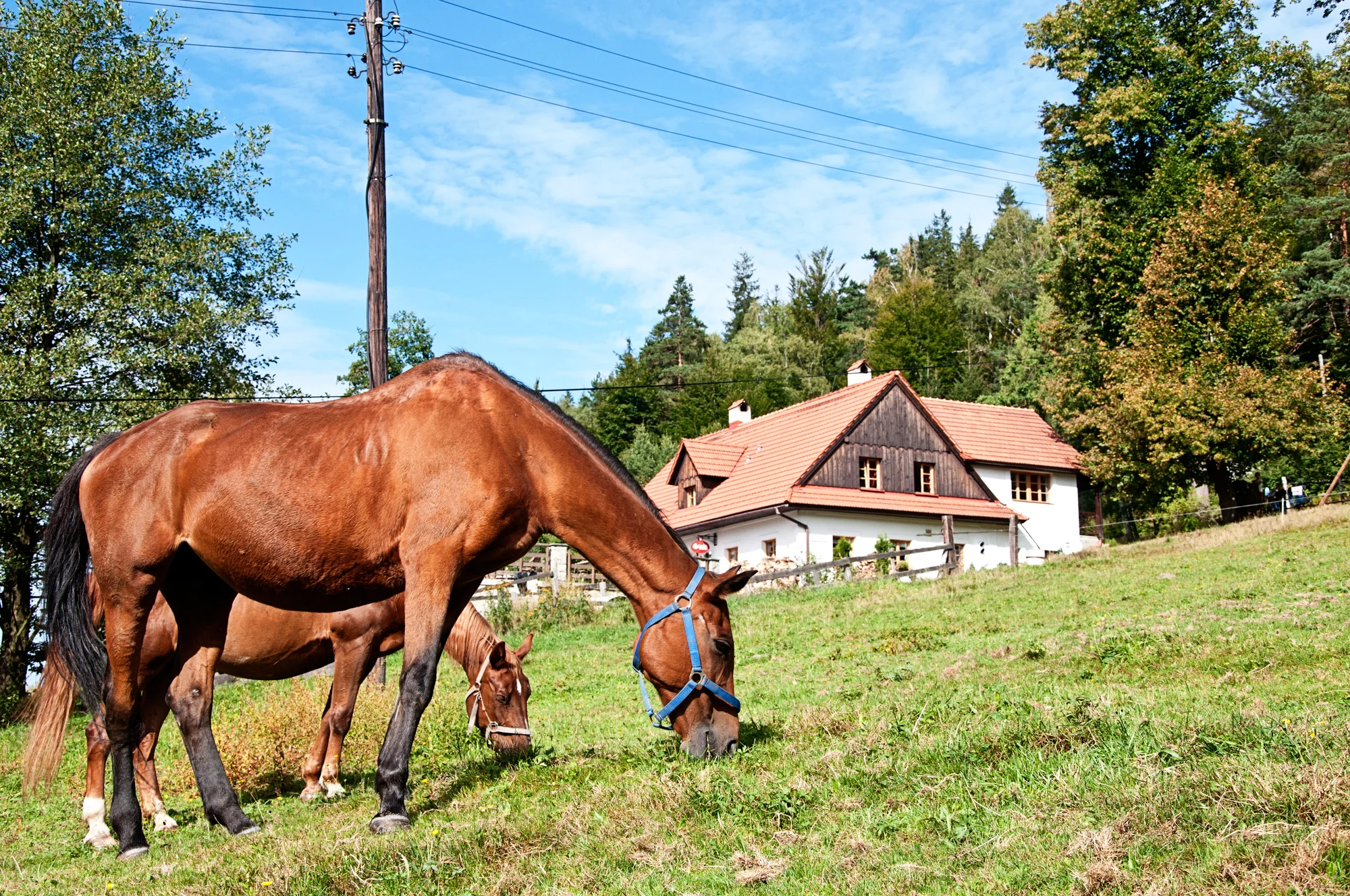 Příjemný penzion v přírodě Beskyd s koňmi a dalšími zvířaty