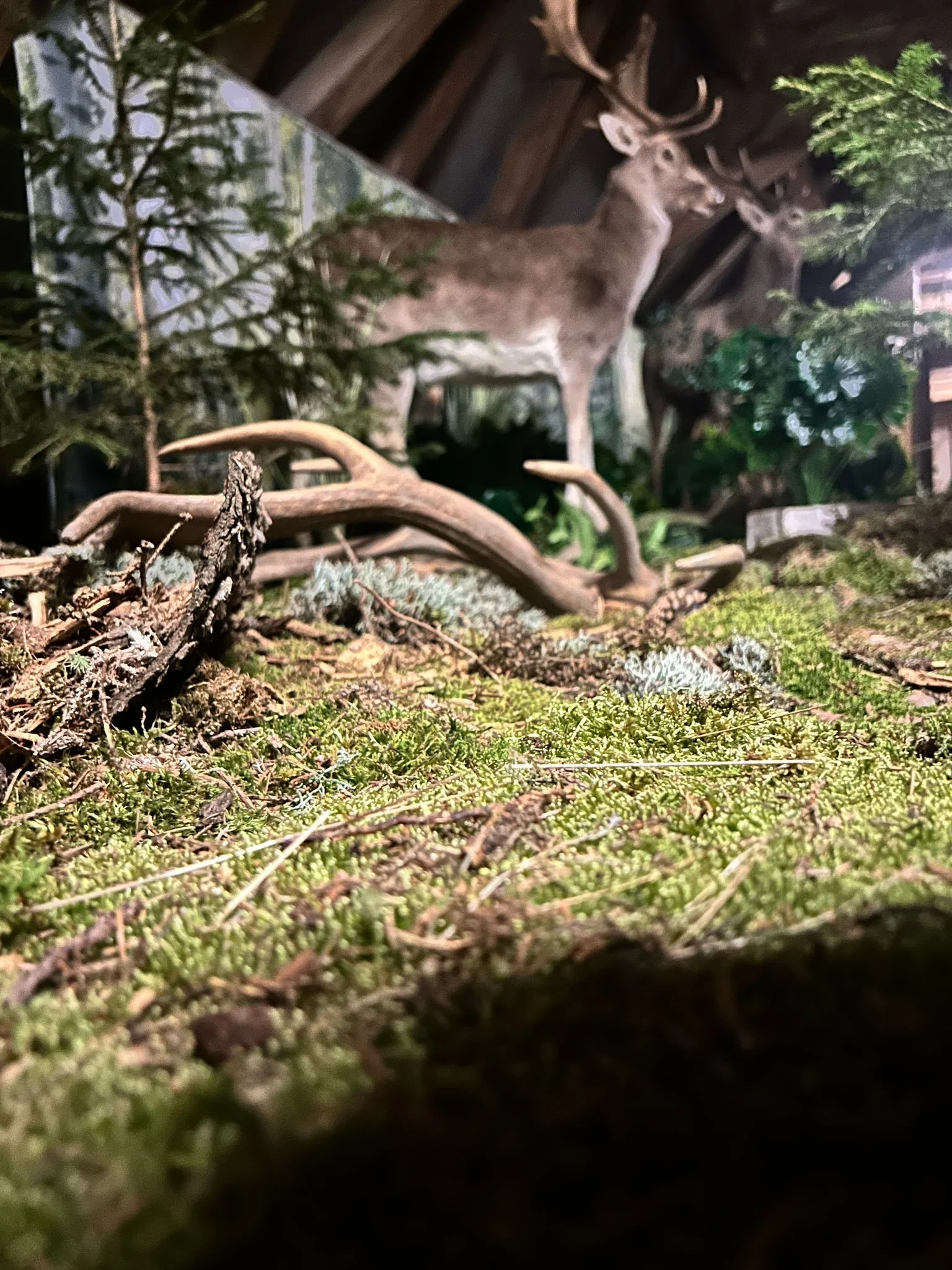 Zábava i poznání v safari resortu: vstup do Lesního království pro děti i dospělé