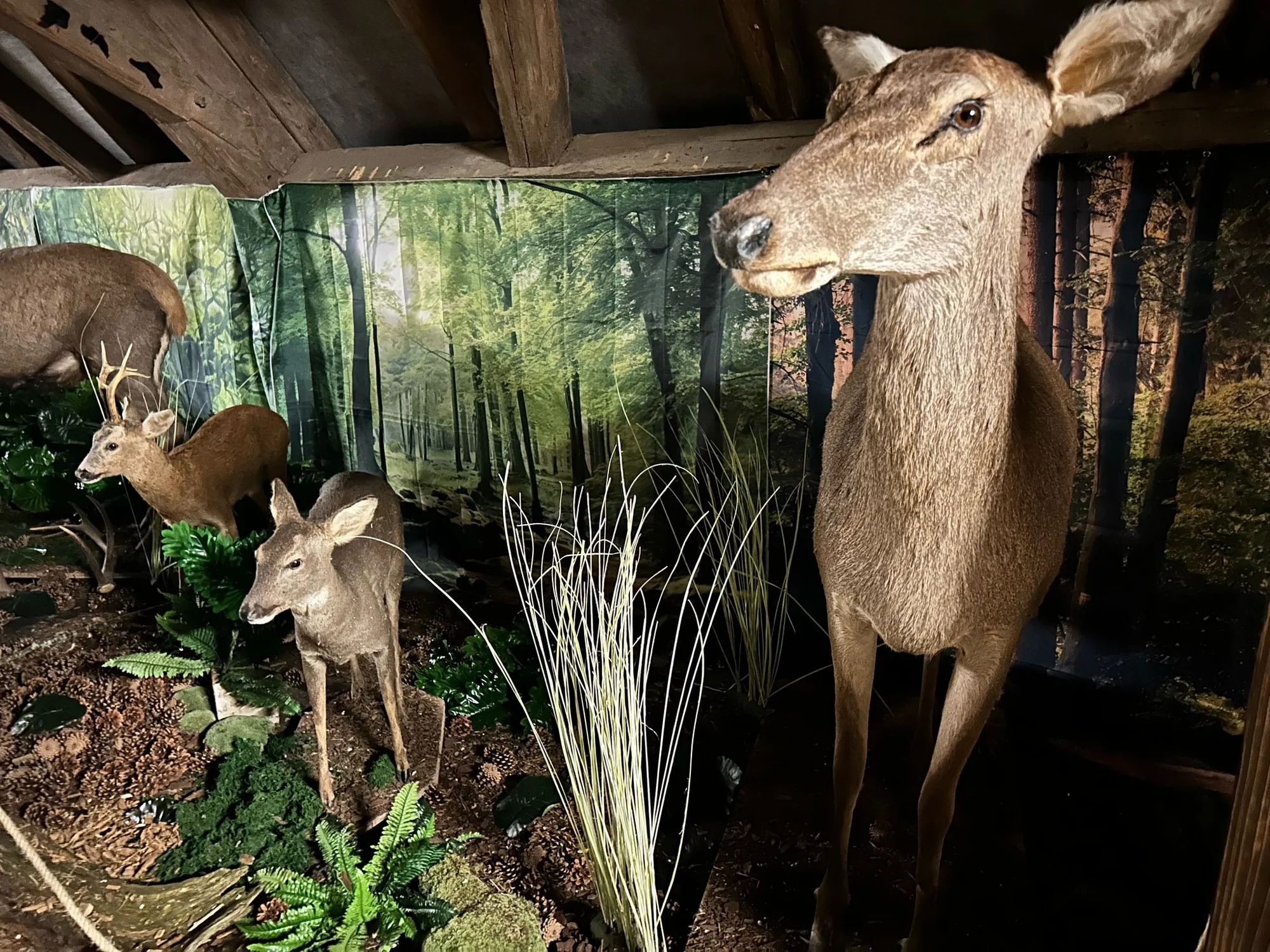 Zábava i poznání v safari resortu: vstup do Lesního království pro děti i dospělé