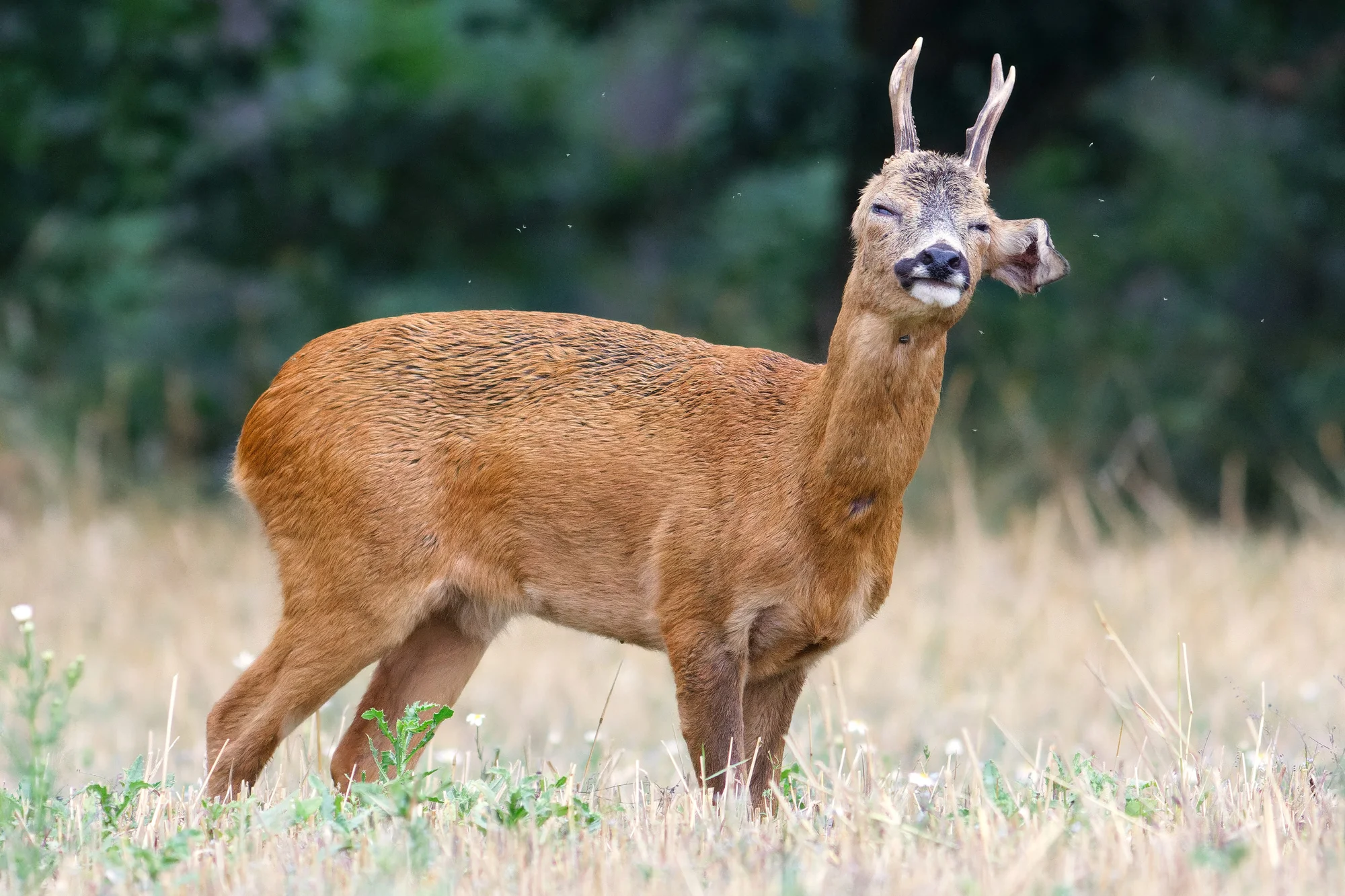 4hodinový individuální kurz focení v přírodě: půjčení techniky i pronájem fotokrytu