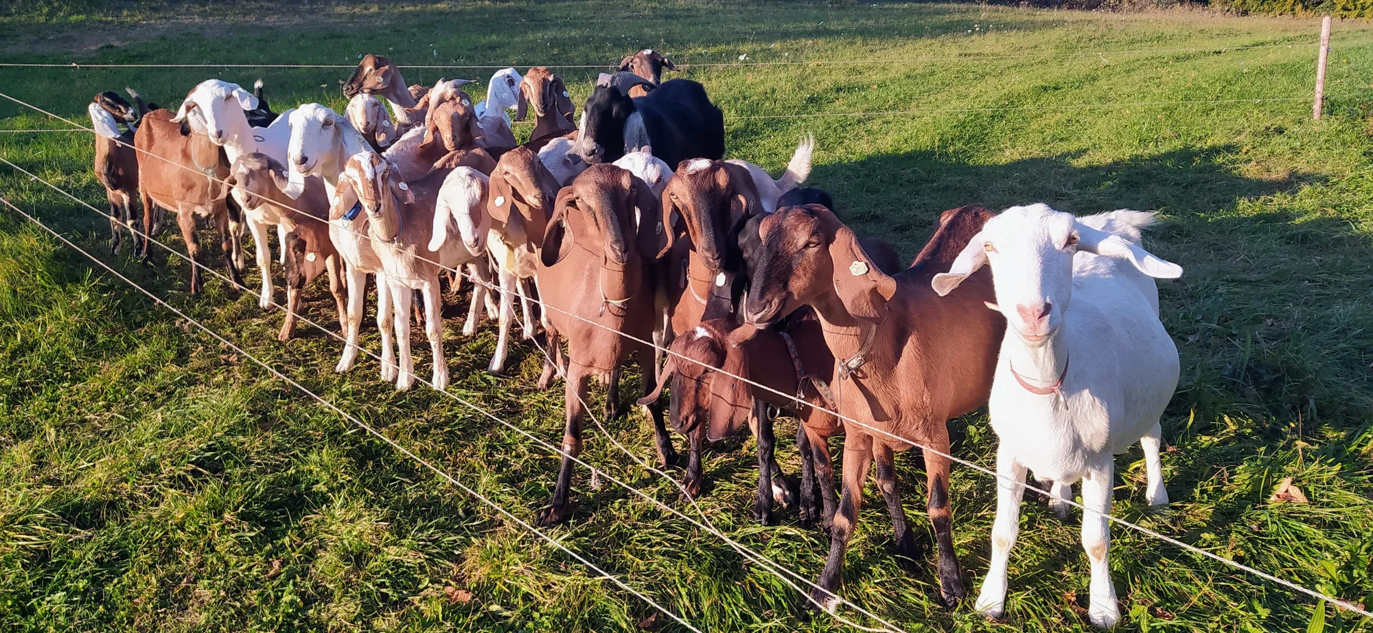 Pasení koz, prohlídka stájí i ochutnávka sýrů: exkurze na farmě pro 2 osoby i celou rodinu
