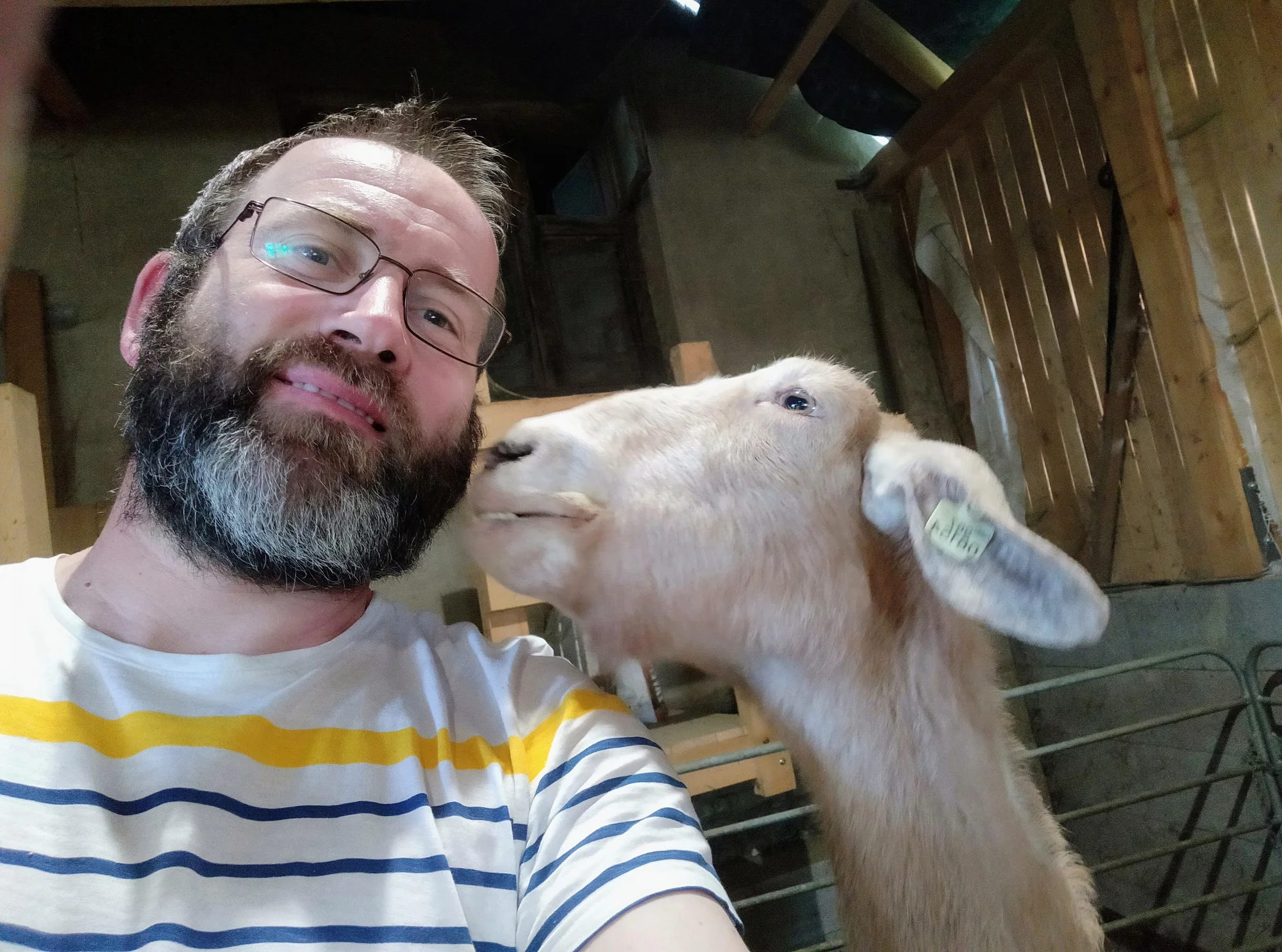 Pasení koz, prohlídka stájí i ochutnávka sýrů: exkurze na farmě pro 2 osoby i celou rodinu