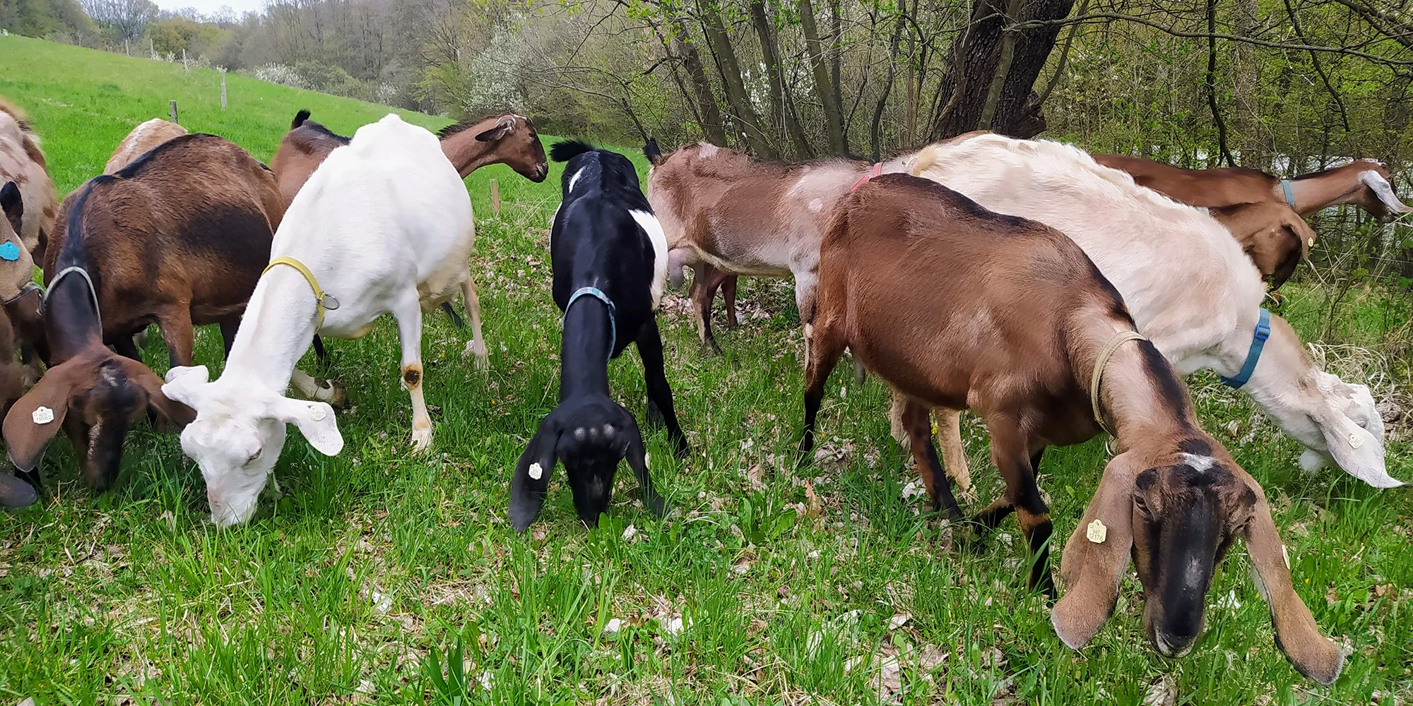 Pasení koz, prohlídka stájí i ochutnávka sýrů: exkurze na farmě pro 2 osoby i celou rodinu
