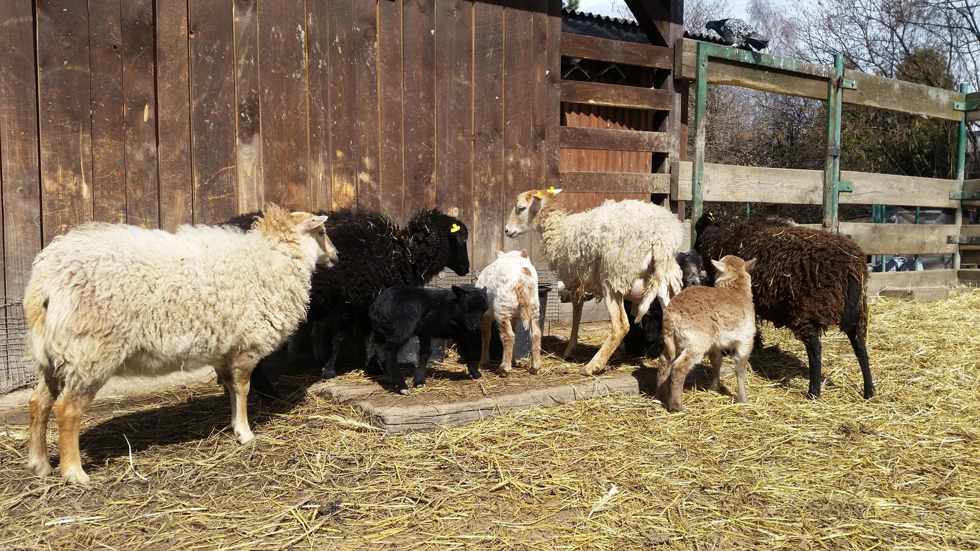 Prohlídka farmy s povídáním a krmením zvířátek i farmářem na zkoušku až pro 4 děti