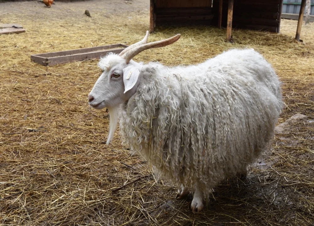 Prohlídka farmy s povídáním a krmením zvířátek i farmářem na zkoušku až pro 4 děti