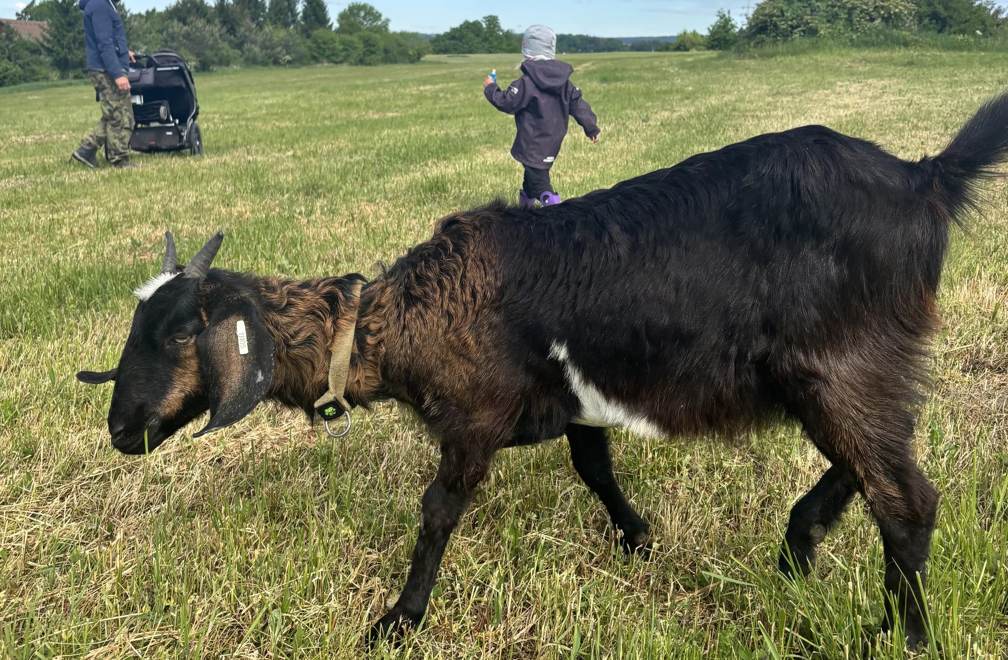 Procházka s kozou, seznámení s kůzlaty i ukázka péče a dojení až pro 4 osoby