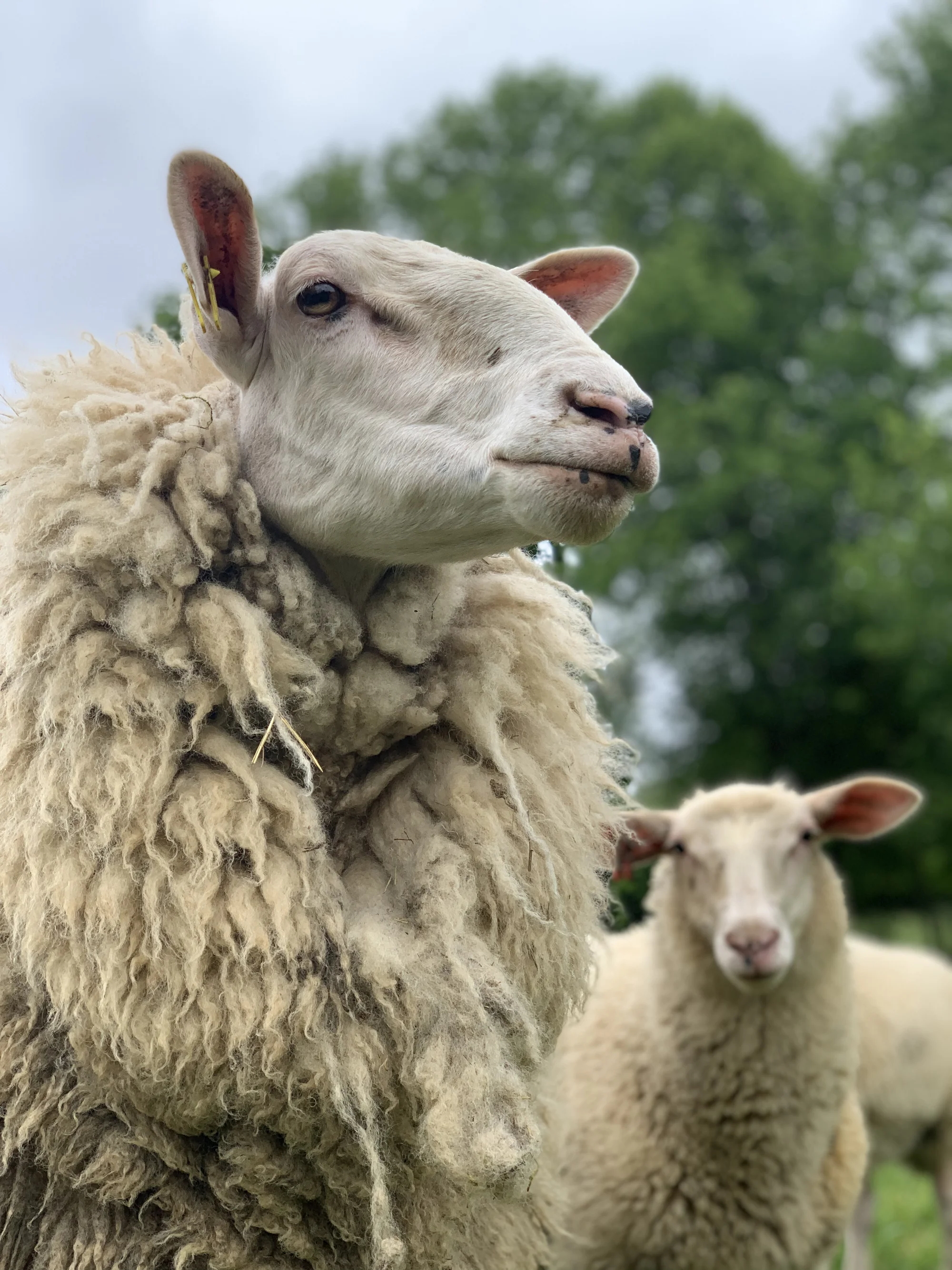 Procházka s kozou či koněm a pasení mini prasátek nebo ovcí na farmě v Jeseníkách