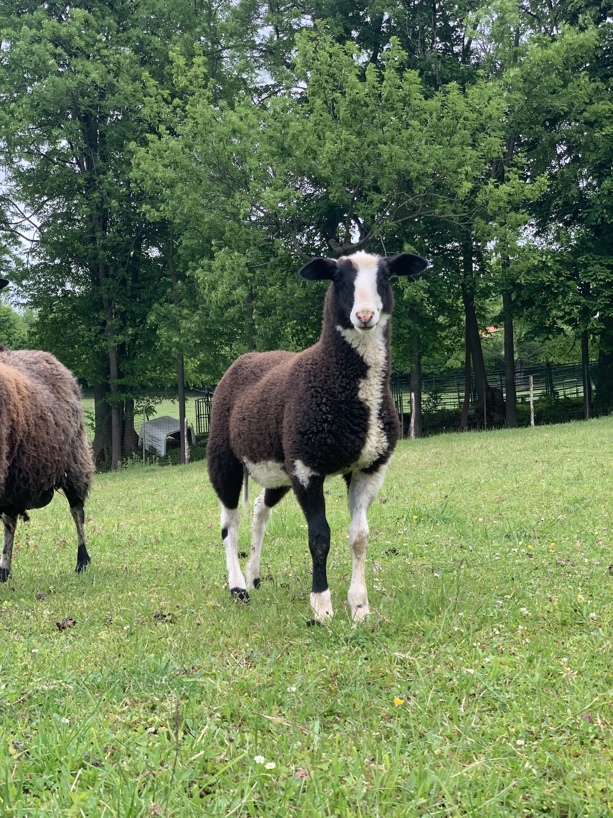 Procházka s kozou či koněm a pasení mini prasátek nebo ovcí na farmě v Jeseníkách