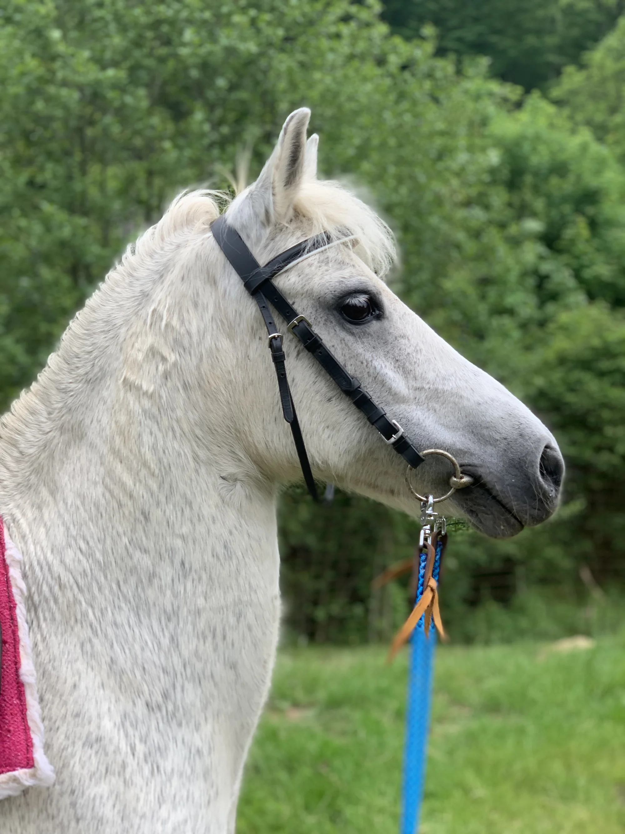 Procházka s kozou či koněm a pasení mini prasátek nebo ovcí na farmě v Jeseníkách