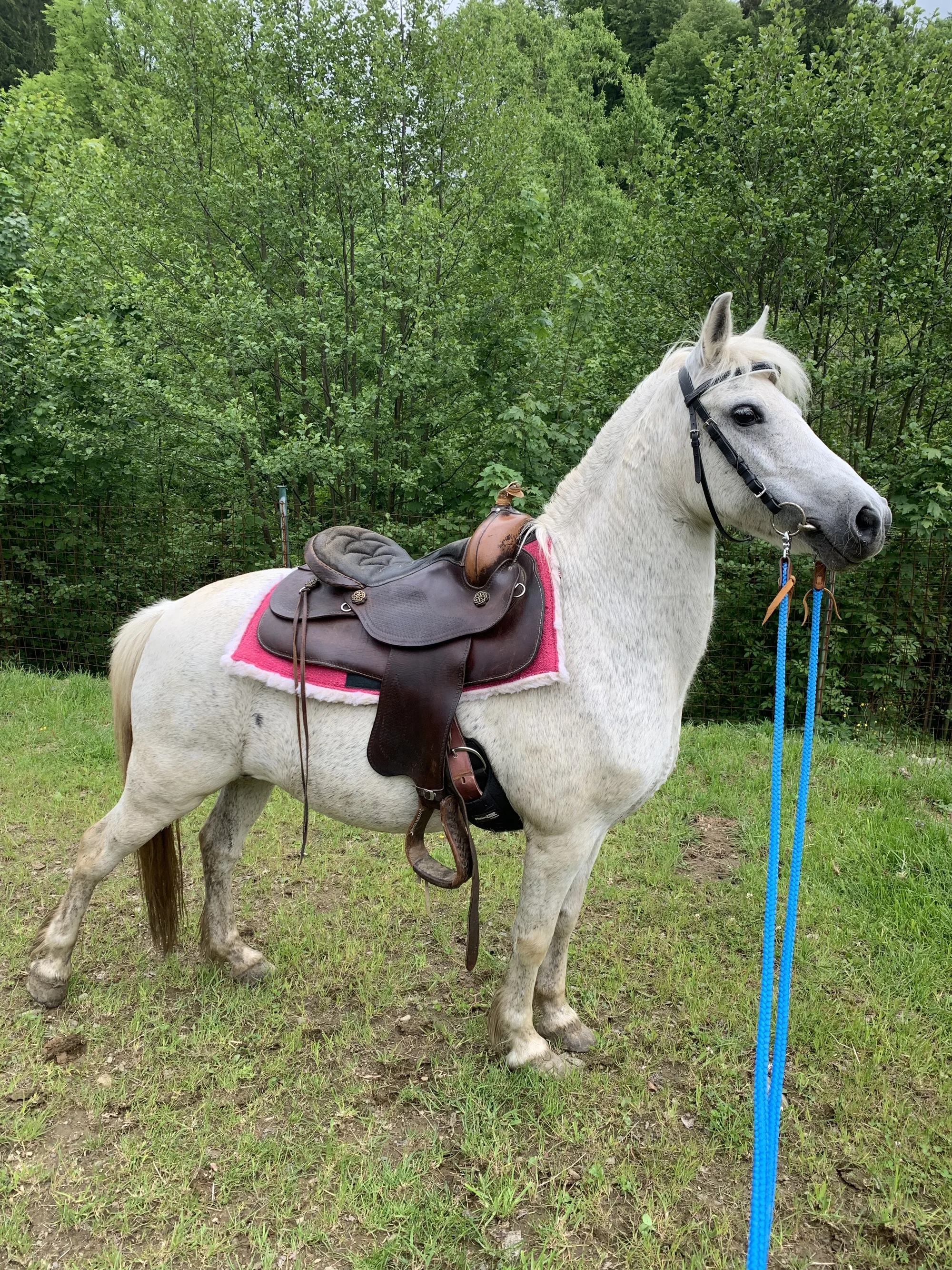Procházka s kozou či koněm a pasení mini prasátek nebo ovcí na farmě v Jeseníkách