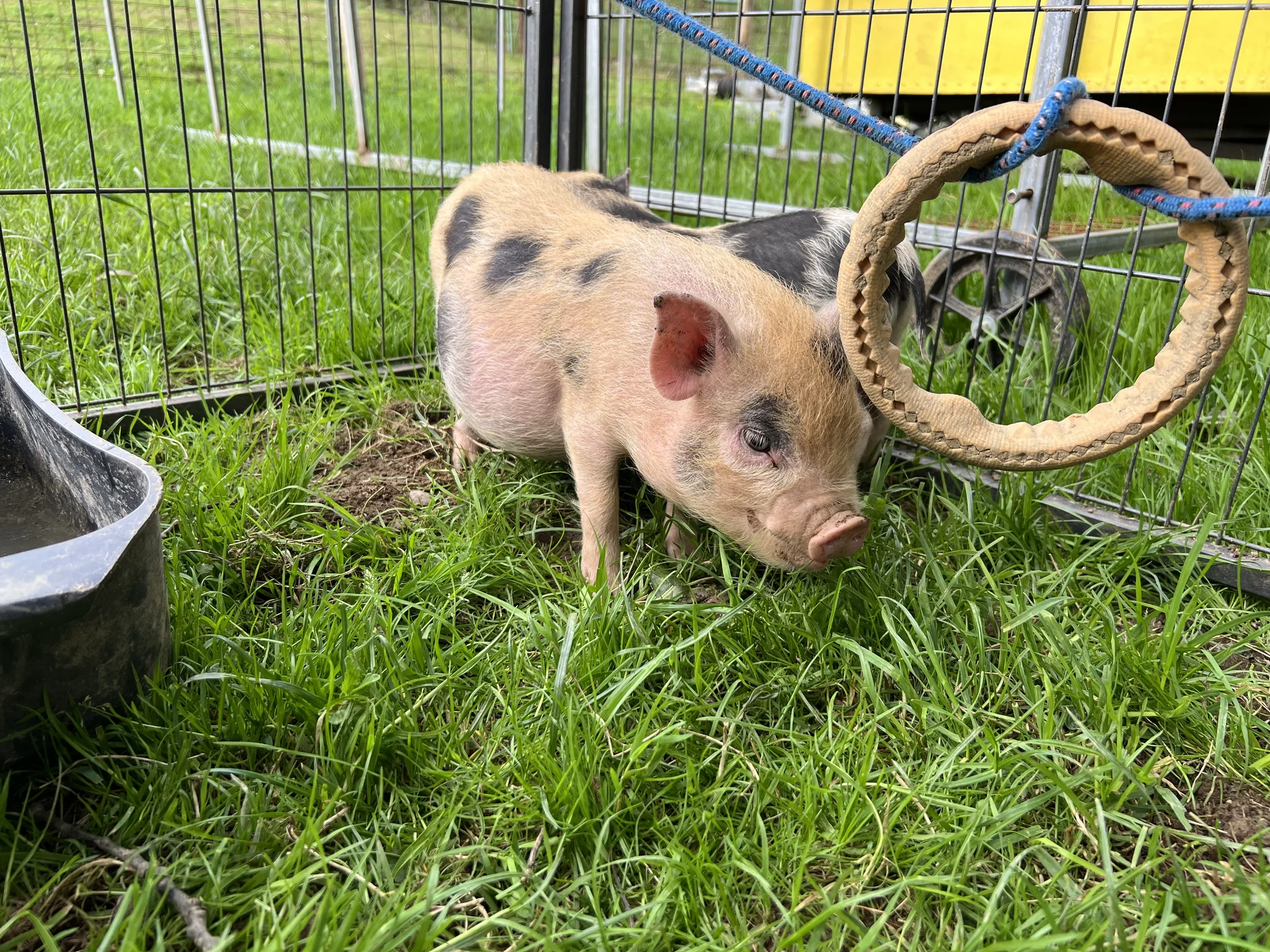 Procházka s kozou či koněm a pasení mini prasátek nebo ovcí na farmě v Jeseníkách