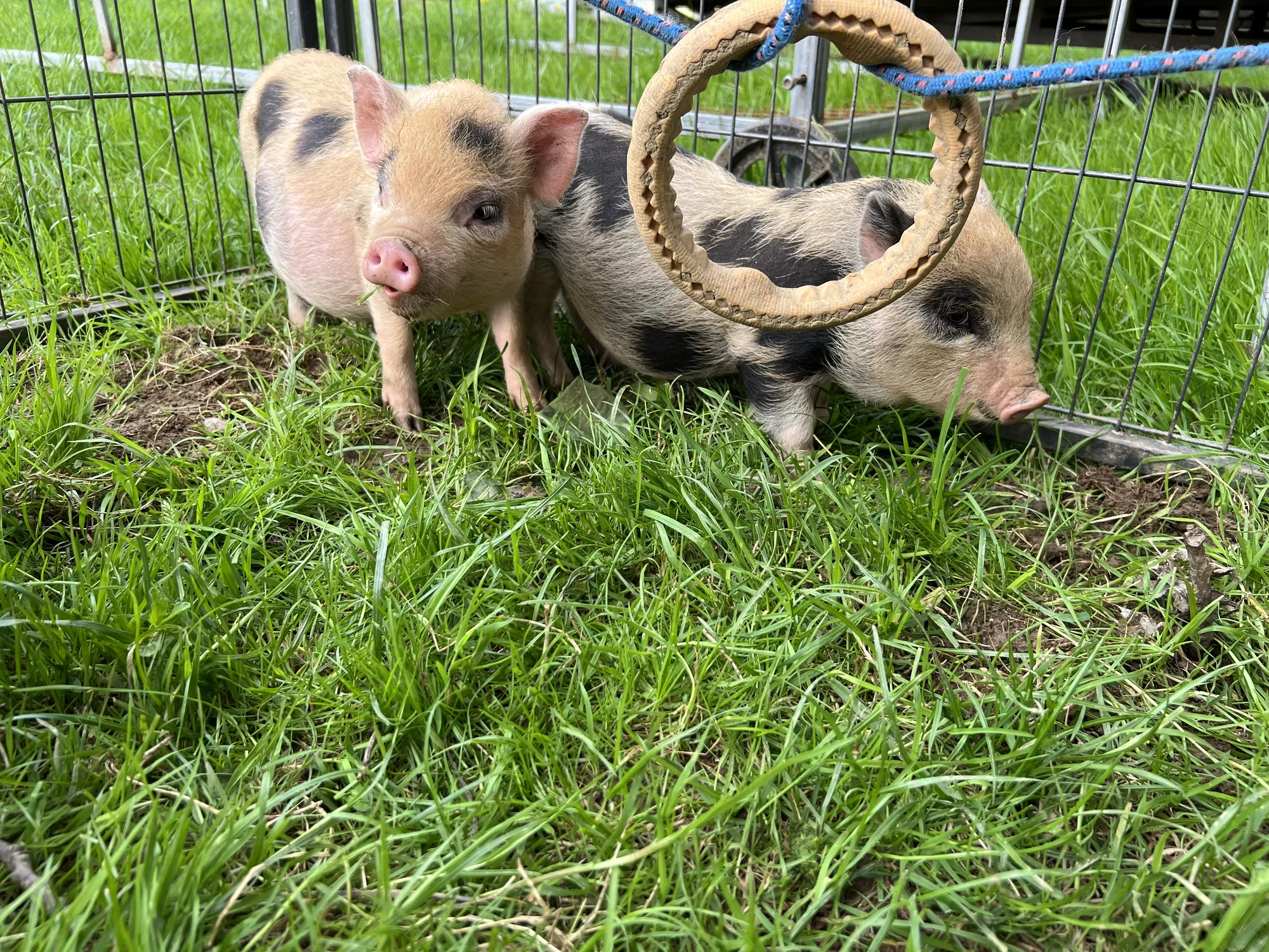 Procházka s kozou či koněm a pasení mini prasátek nebo ovcí na farmě v Jeseníkách