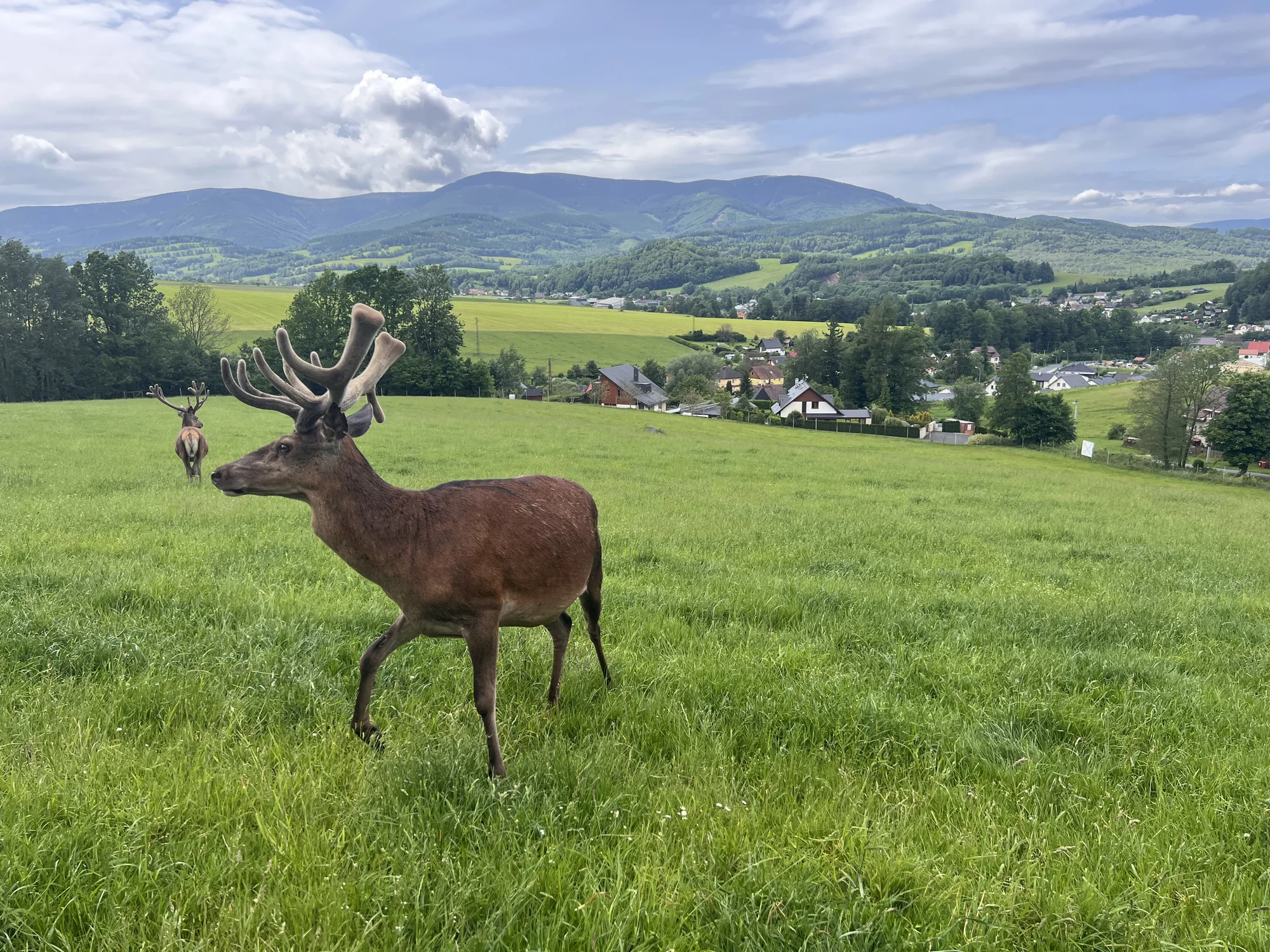 Procházka s kozou či koněm a pasení mini prasátek nebo ovcí na farmě v Jeseníkách
