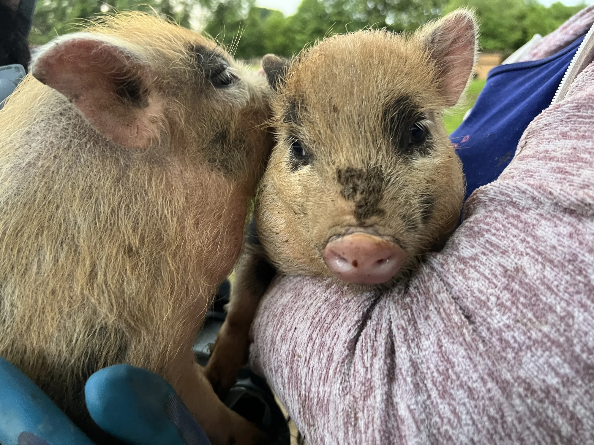 Procházka s kozou či koněm a pasení mini prasátek nebo ovcí na farmě v Jeseníkách