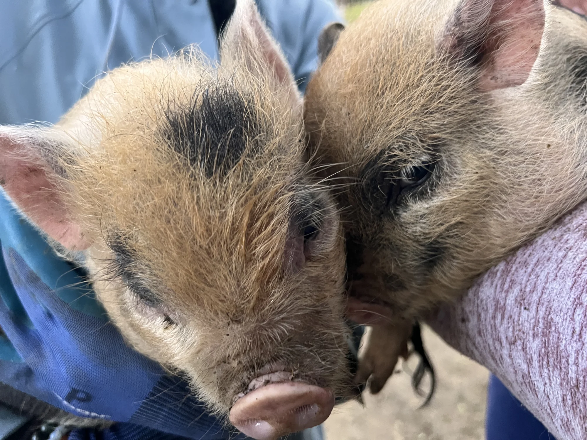 Procházka s kozou či koněm a pasení mini prasátek nebo ovcí na farmě v Jeseníkách