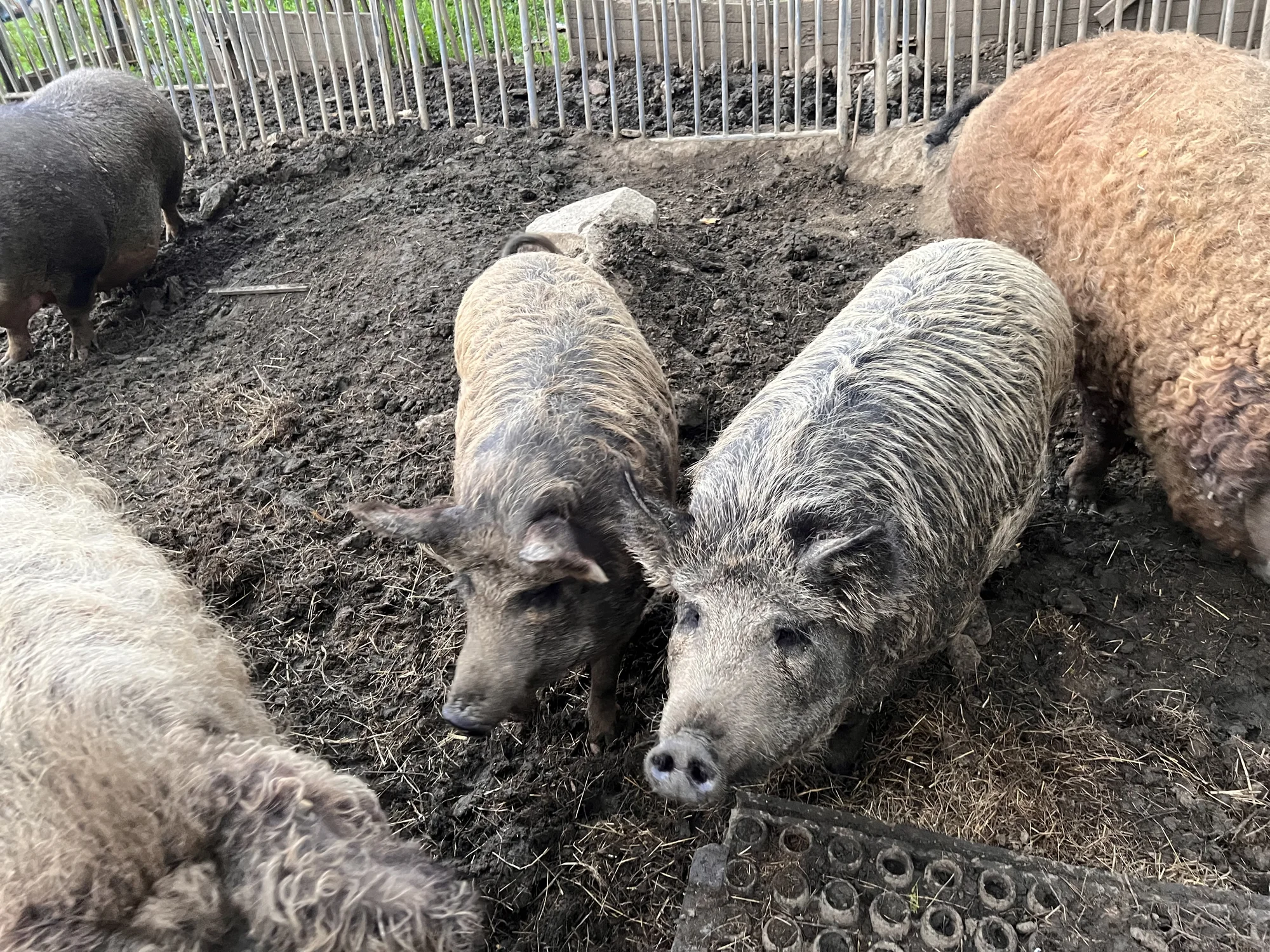 Procházka s kozou či koněm a pasení mini prasátek nebo ovcí na farmě v Jeseníkách