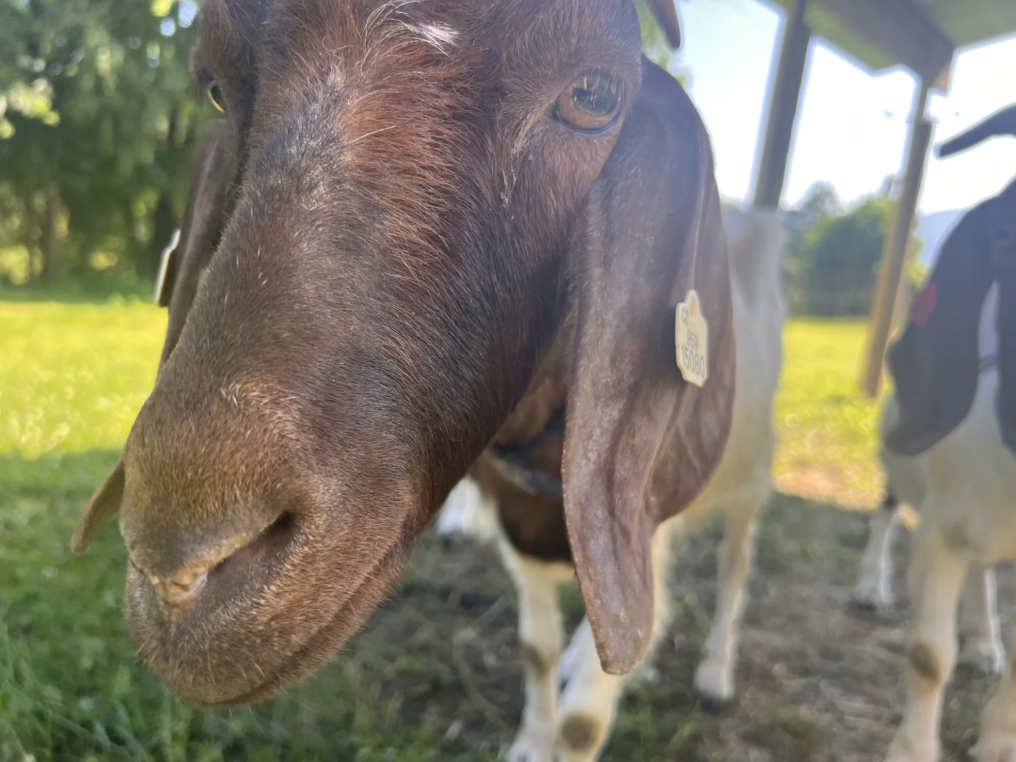 Procházka s kozou či koněm a pasení mini prasátek nebo ovcí na farmě v Jeseníkách
