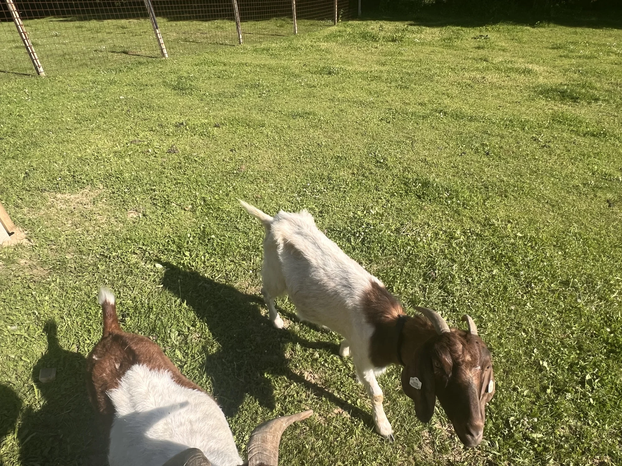 Procházka s kozou či koněm a pasení mini prasátek nebo ovcí na farmě v Jeseníkách