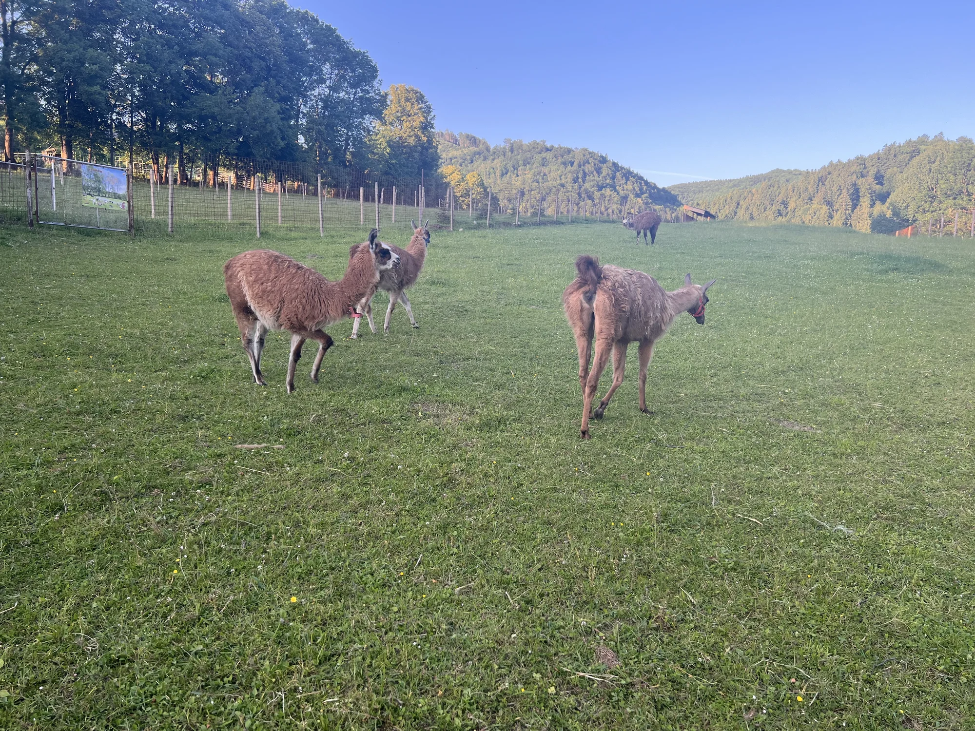 Procházka s kozou či koněm a pasení mini prasátek nebo ovcí na farmě v Jeseníkách