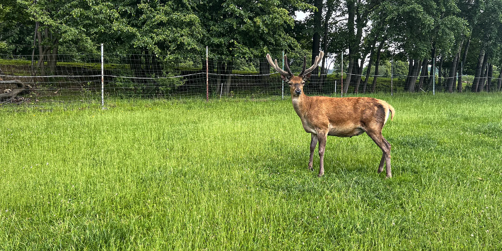 Procházka s kozou či koněm a pasení mini prasátek nebo ovcí na farmě v Jeseníkách