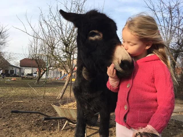 Na procházku s oslíkem i vč. krmení nebo profesionální focení 9 snímků