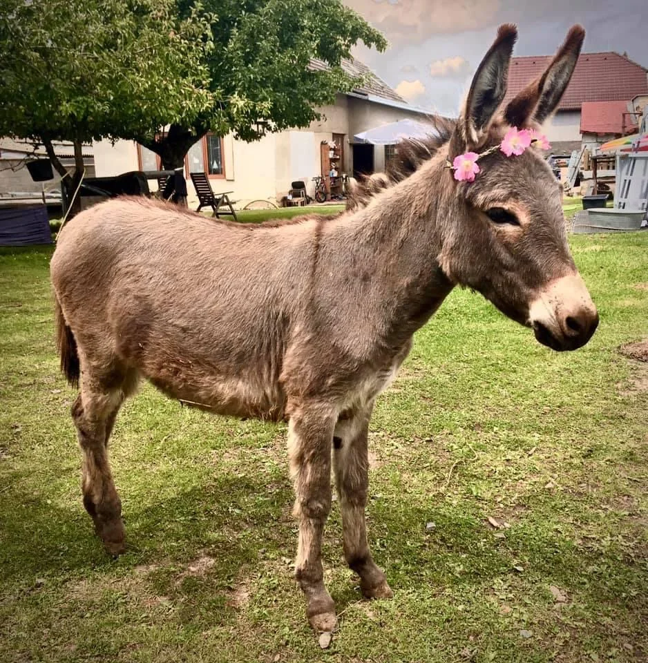 Na procházku s oslíkem i vč. krmení nebo profesionální focení 9 snímků