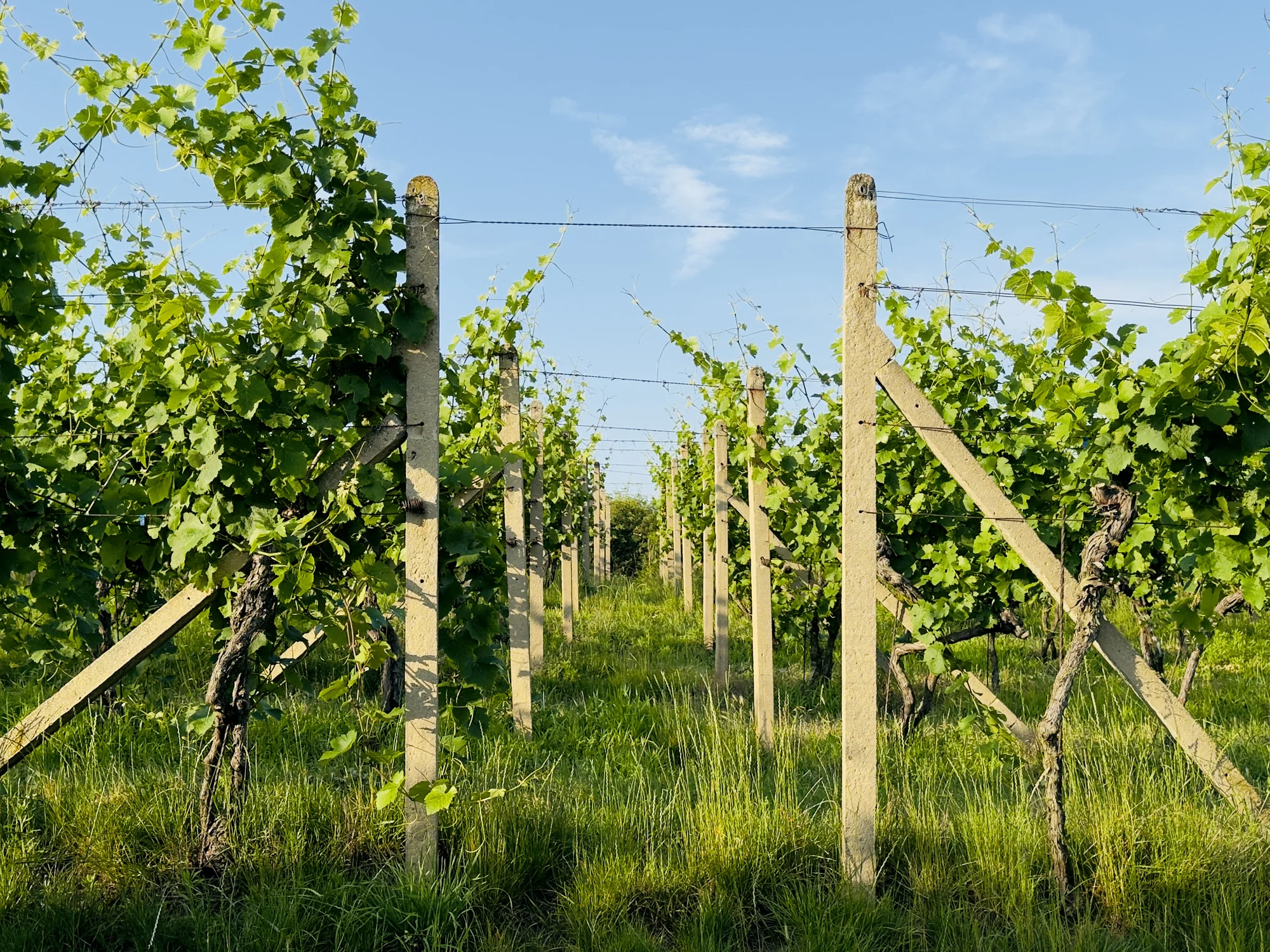 Degustace vín a romantický piknik ve vinici na jižní Moravě pro 2 osoby