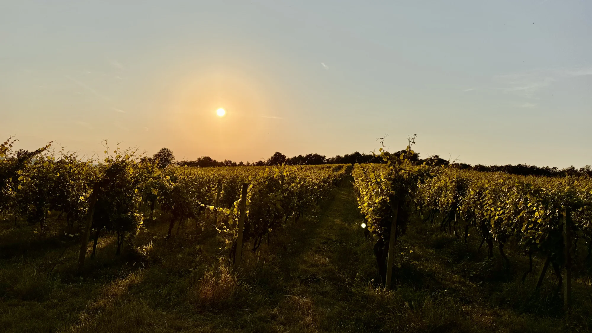 Degustace vín a romantický piknik ve vinici na jižní Moravě pro 2 osoby