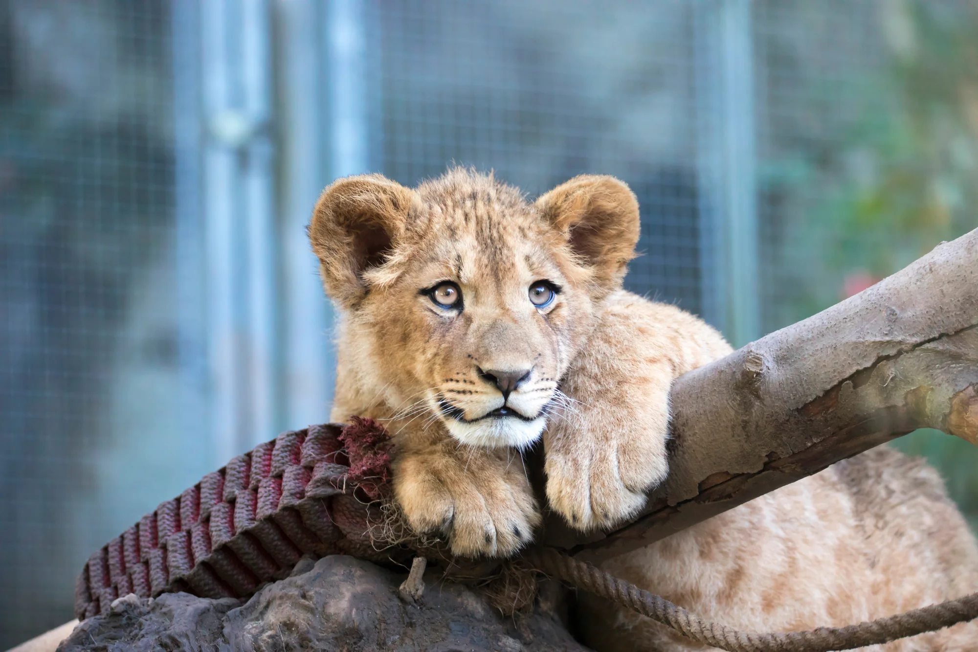 Pobyt v Liberci pro páry i rodiny: snídaně, využití Sport Parku i zoologická zahrada