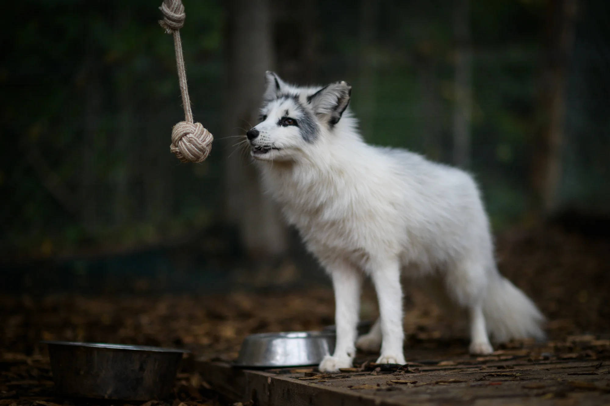 Rodinný rezort s výhledem na Gerlach: Zverofarma, megahřiště i animace