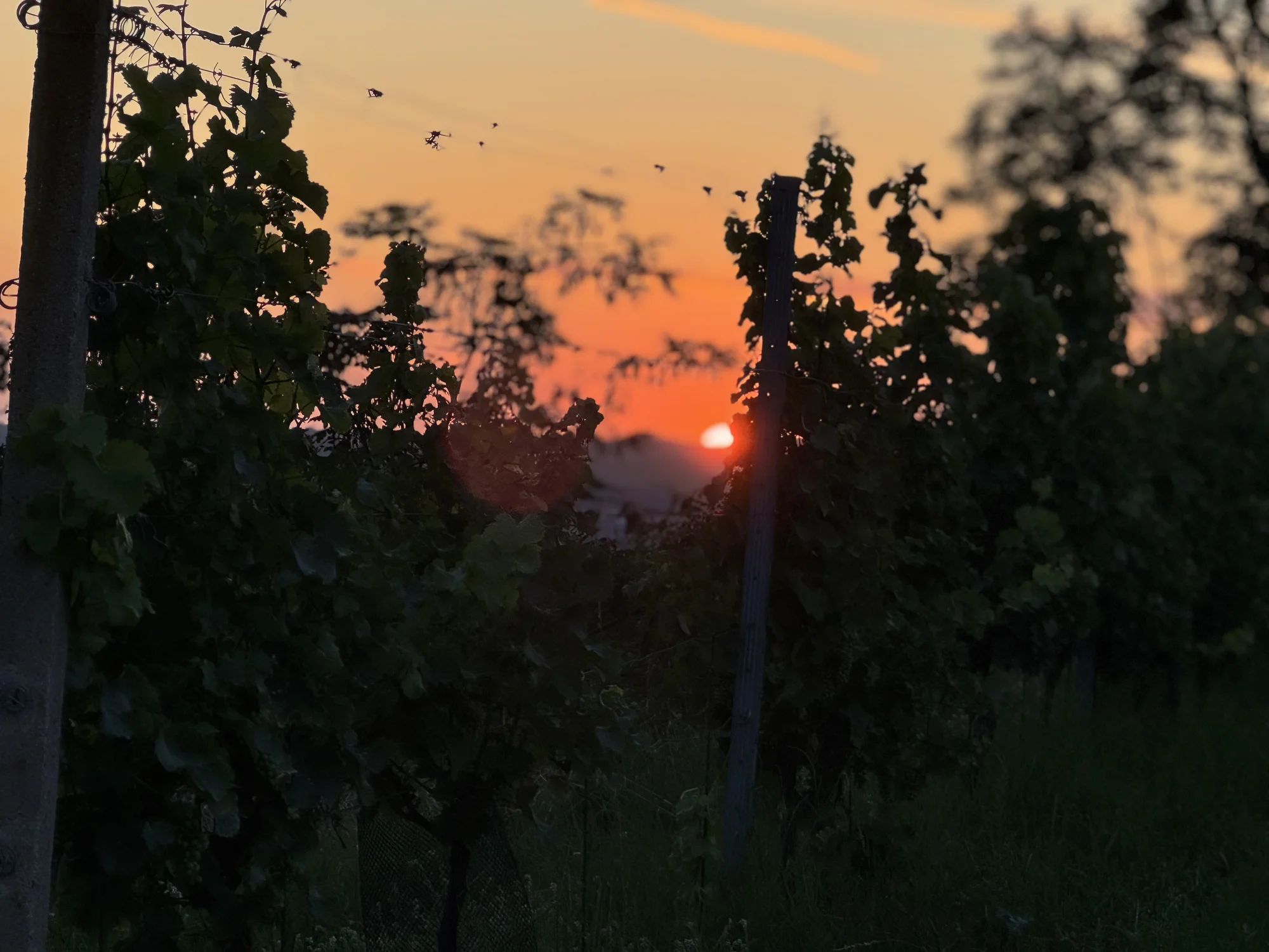Degustace vín a romantický piknik ve vinici na jižní Moravě pro 2 osoby