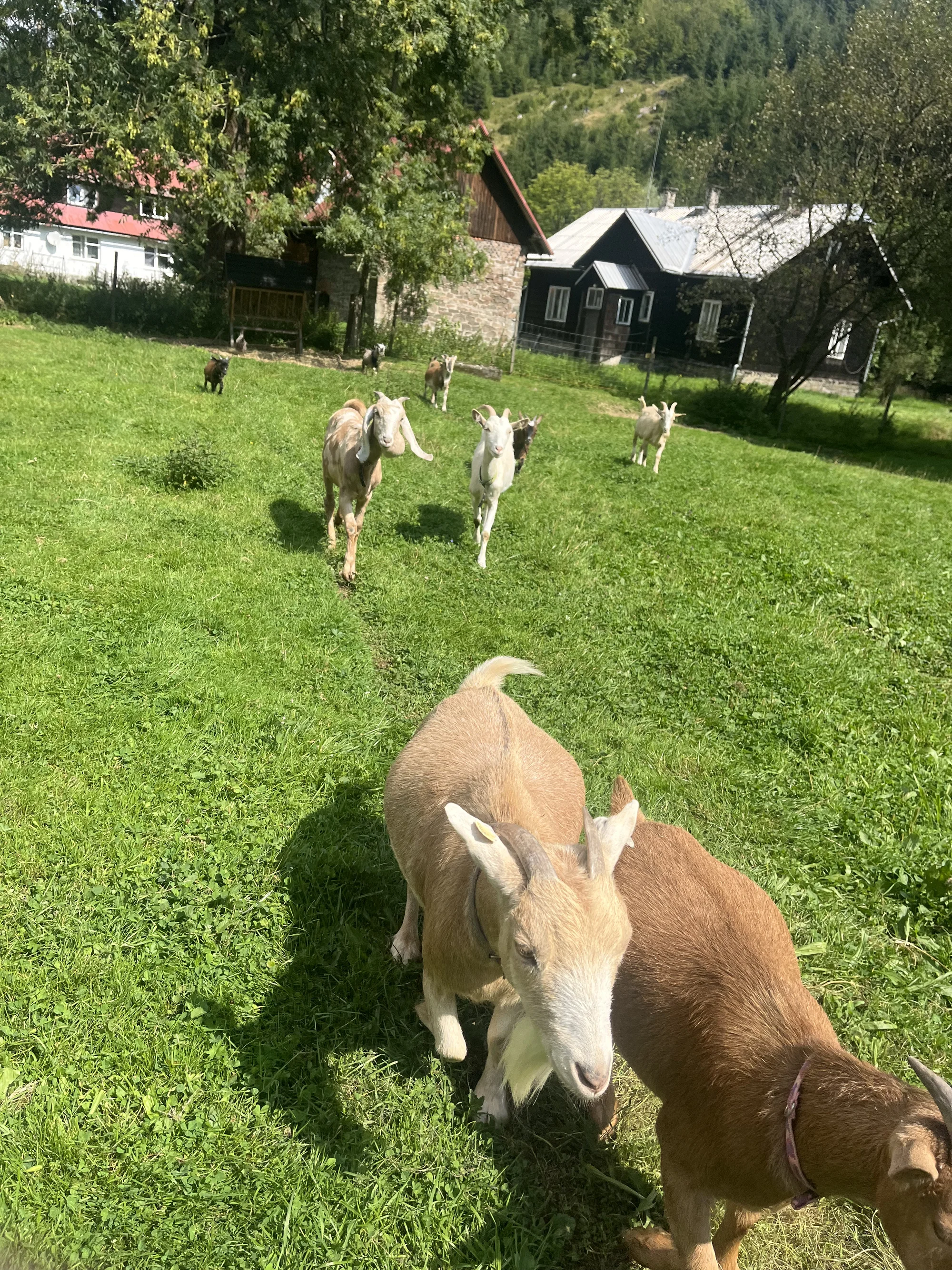 Zážitek na záchranné farmě: terapie kozami nebo farmářem na zkoušku pro dva i rodinu