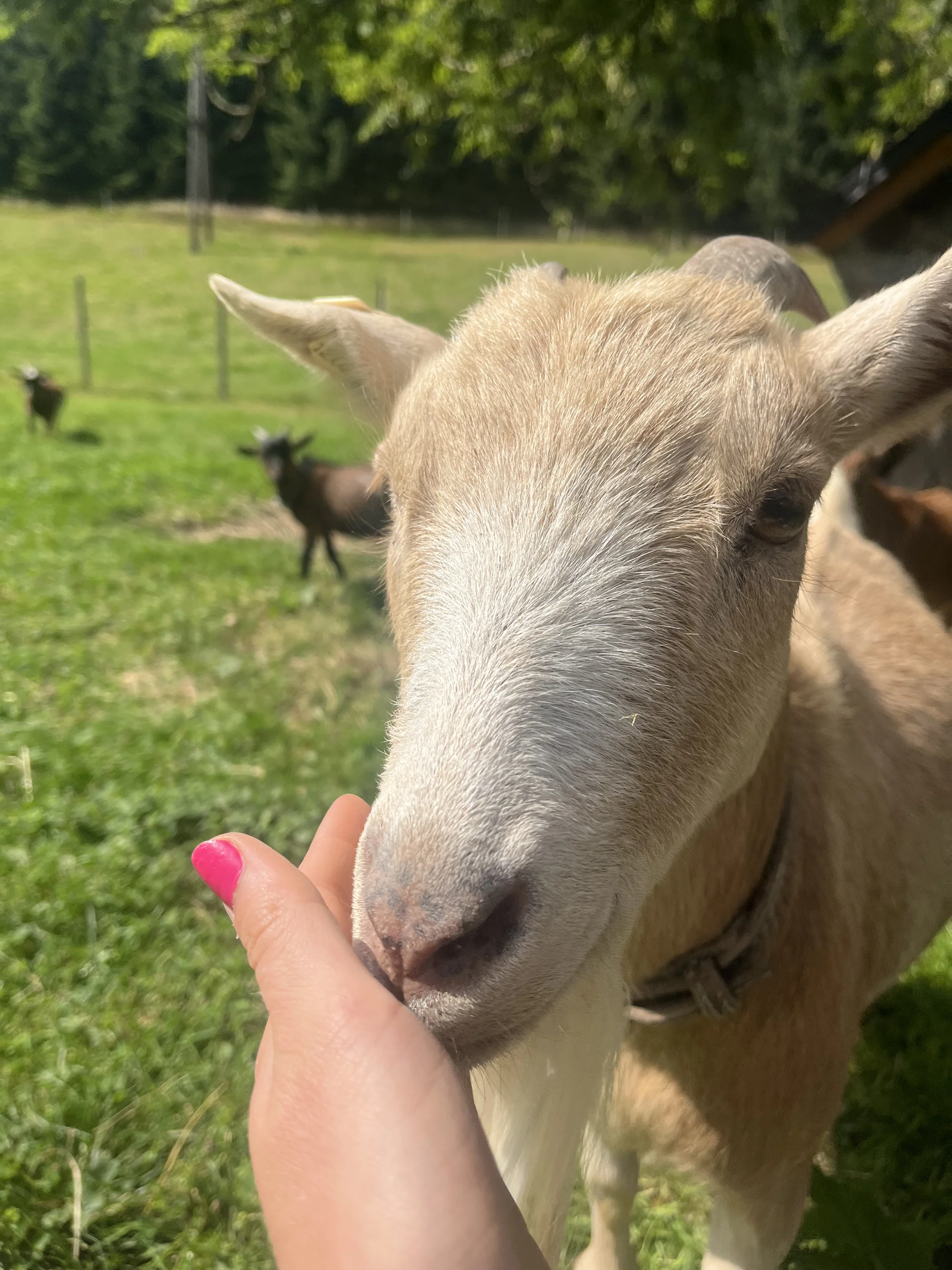Zážitek na záchranné farmě: terapie kozami nebo farmářem na zkoušku pro dva i rodinu