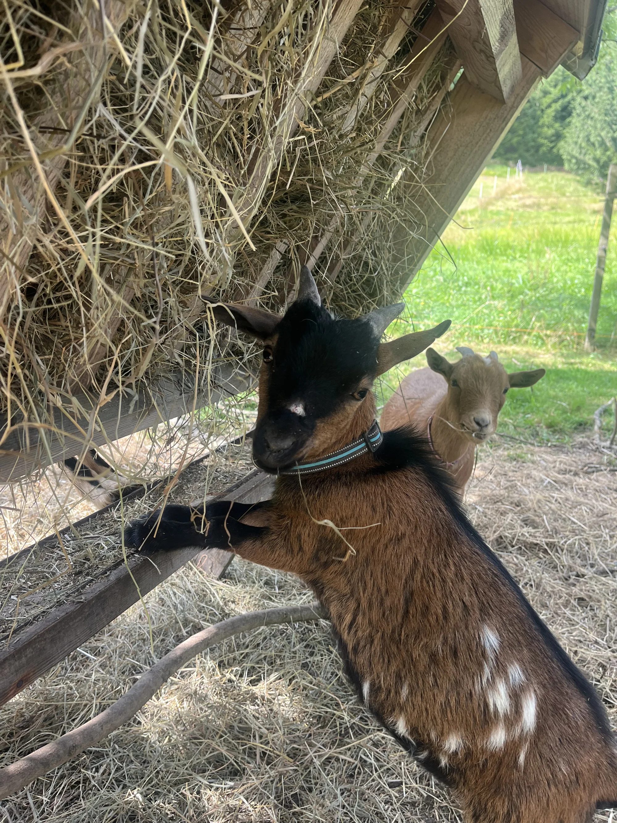 Zážitek na záchranné farmě: terapie kozami nebo farmářem na zkoušku pro dva i rodinu