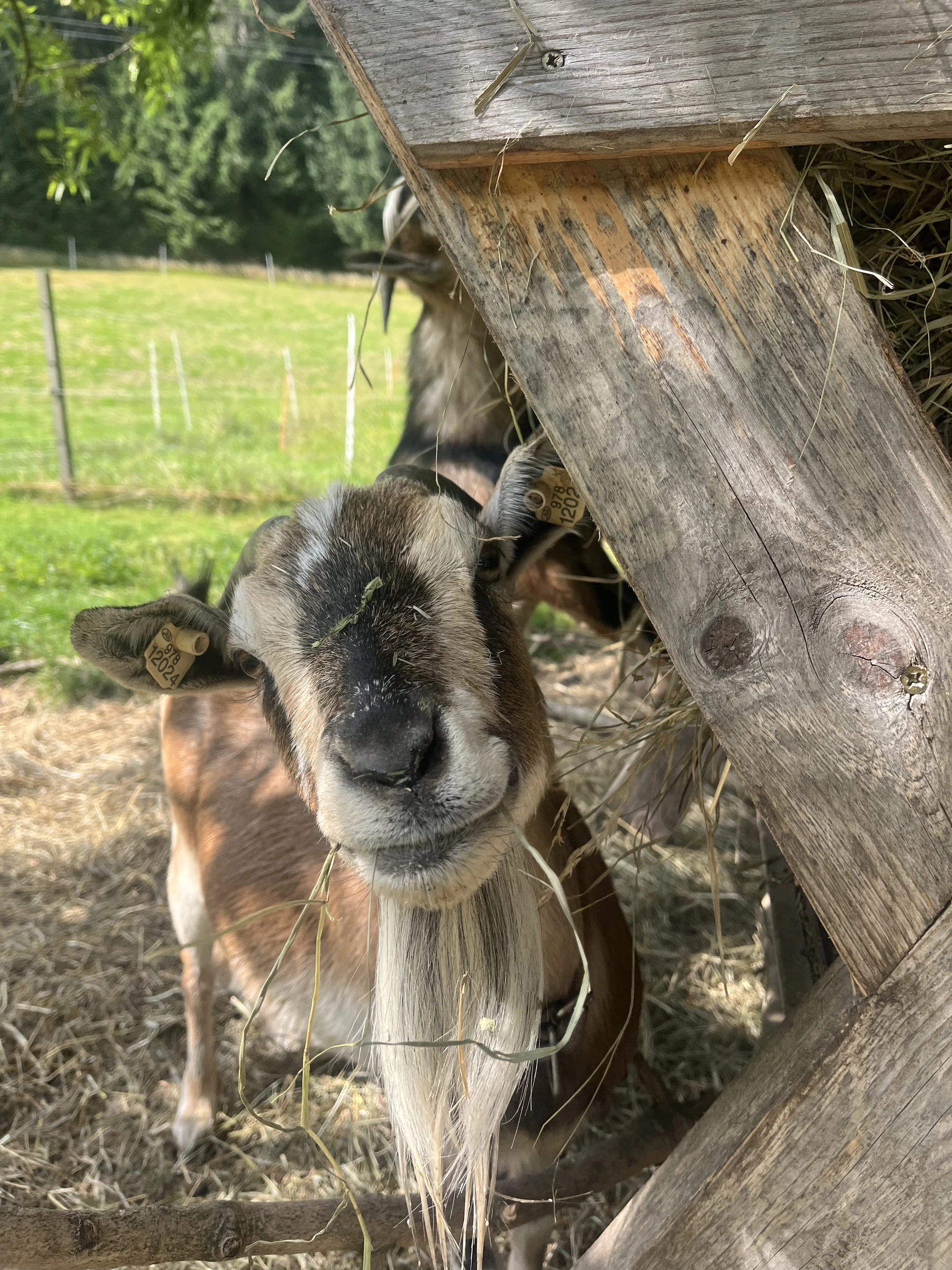 Zážitek na záchranné farmě: terapie kozami nebo farmářem na zkoušku pro dva i rodinu