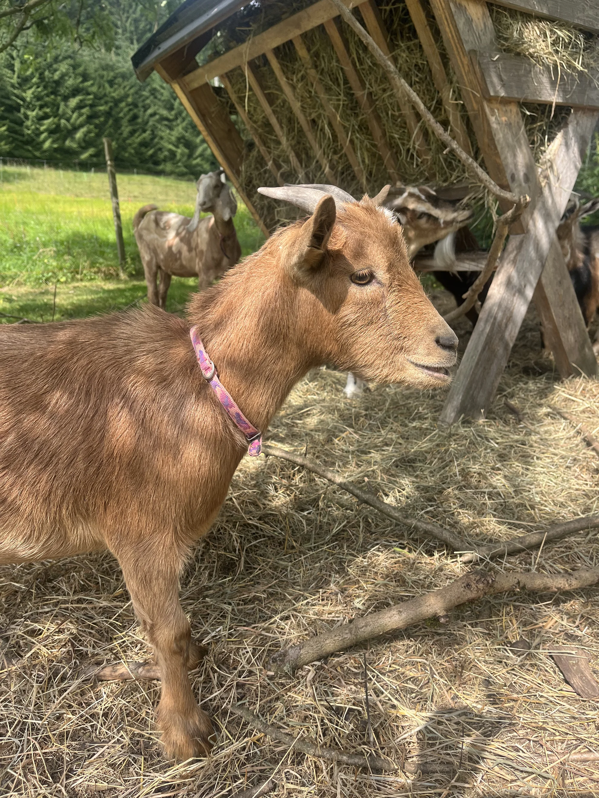 Zážitek na záchranné farmě: terapie kozami nebo farmářem na zkoušku pro dva i rodinu