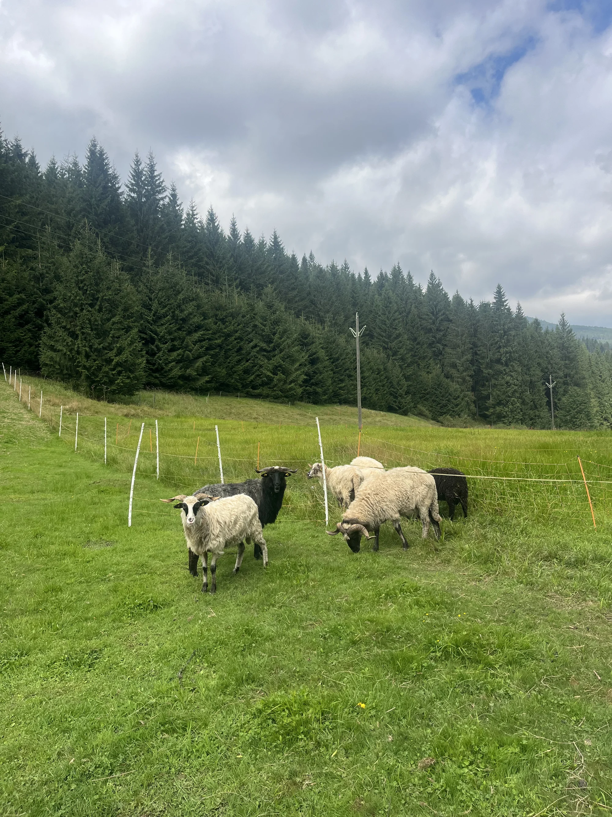 Zážitek na záchranné farmě: terapie kozami nebo farmářem na zkoušku pro dva i rodinu