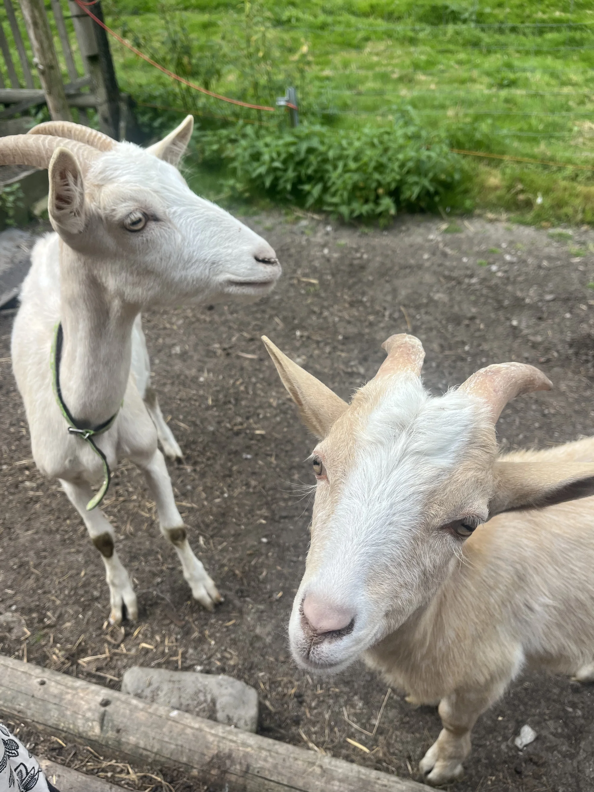 Zážitek na záchranné farmě: terapie kozami nebo farmářem na zkoušku pro dva i rodinu