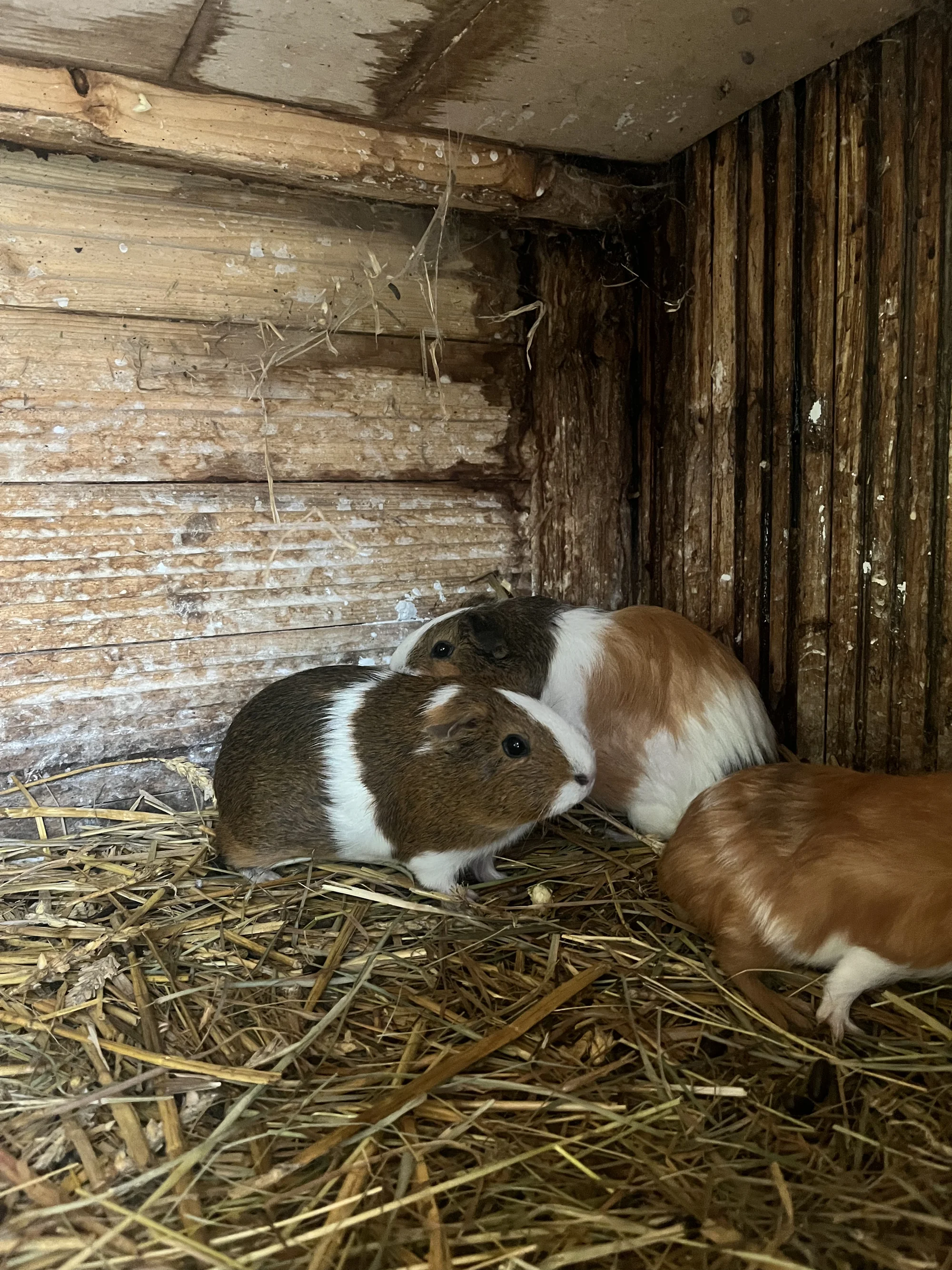 Zážitek na záchranné farmě: terapie kozami nebo farmářem na zkoušku pro dva i rodinu