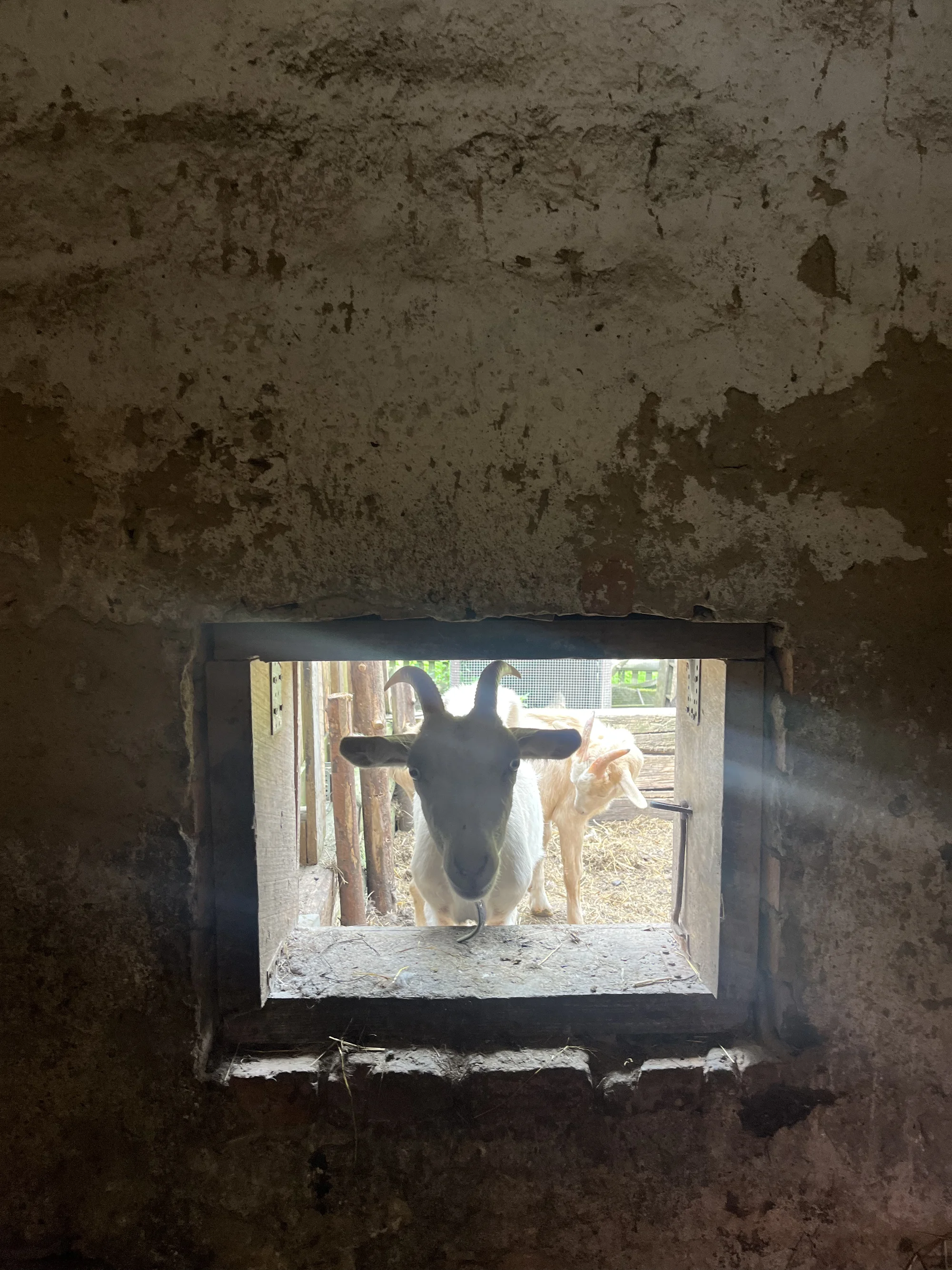 Zážitek na záchranné farmě: terapie kozami nebo farmářem na zkoušku pro dva i rodinu