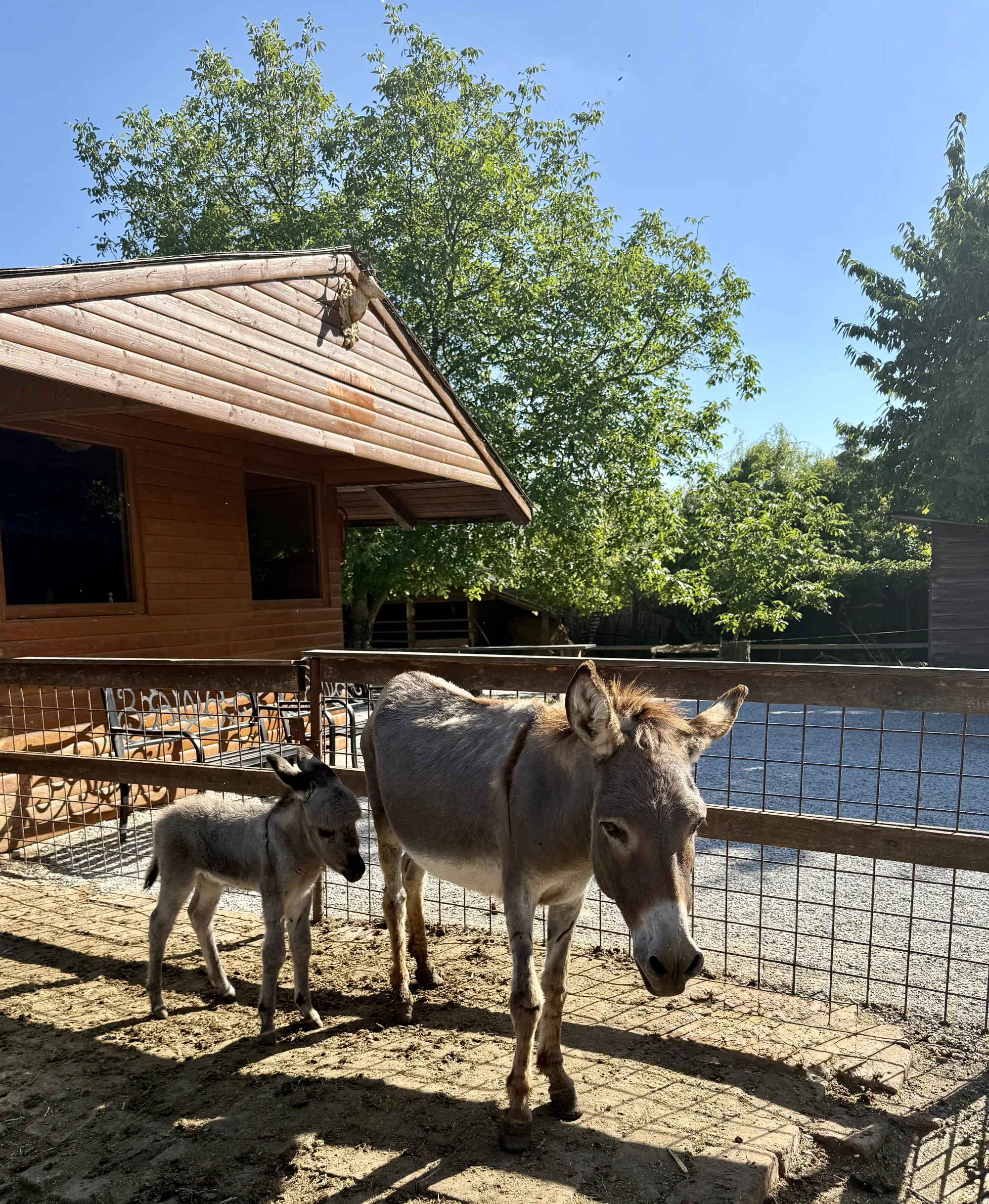 Krmení zvířátek na minifarmě Rodas a odlévání mýdla pro 1 nebo 2 osoby