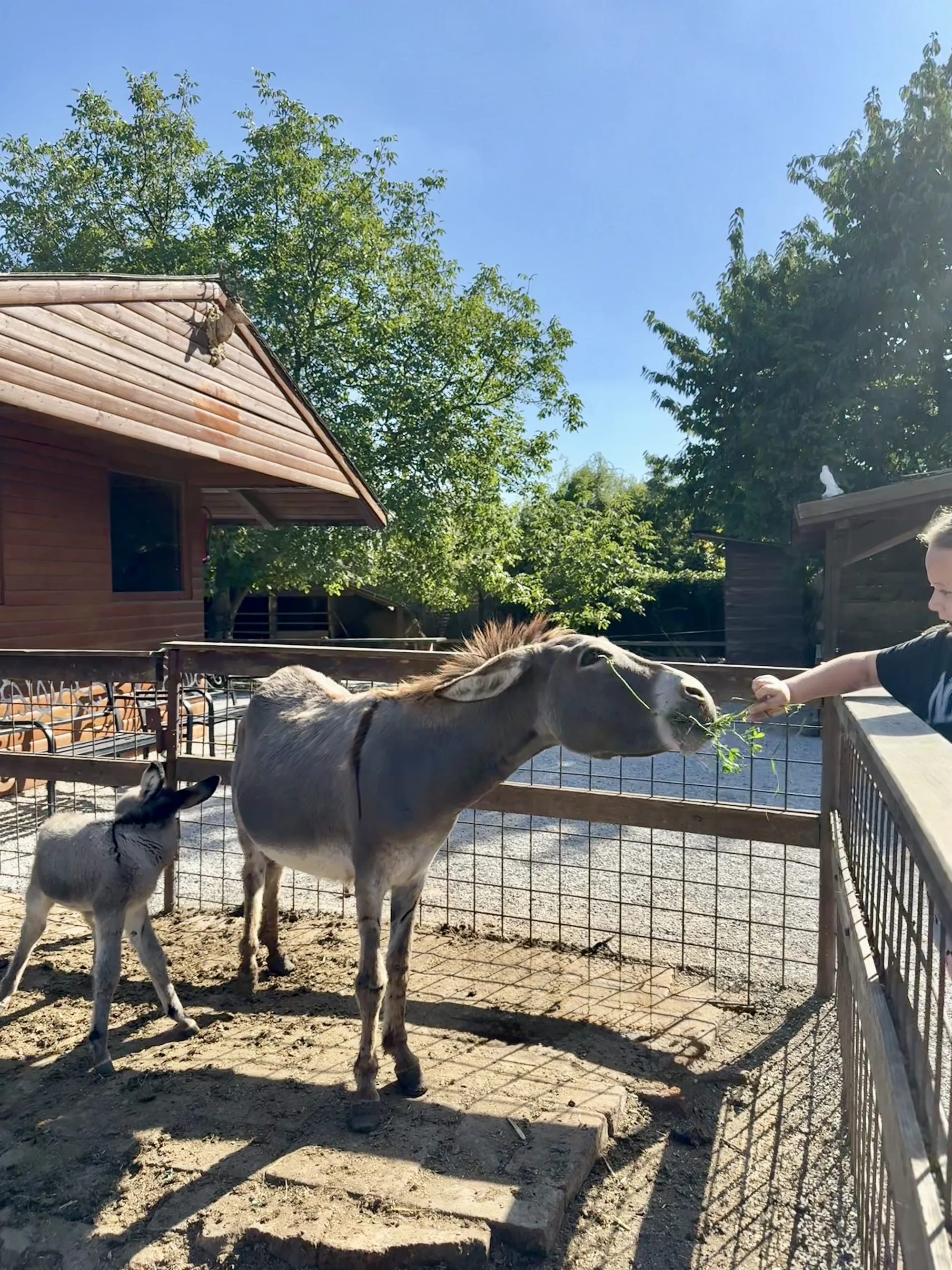 Krmení zvířátek na minifarmě Rodas a odlévání mýdla pro 1 nebo 2 osoby