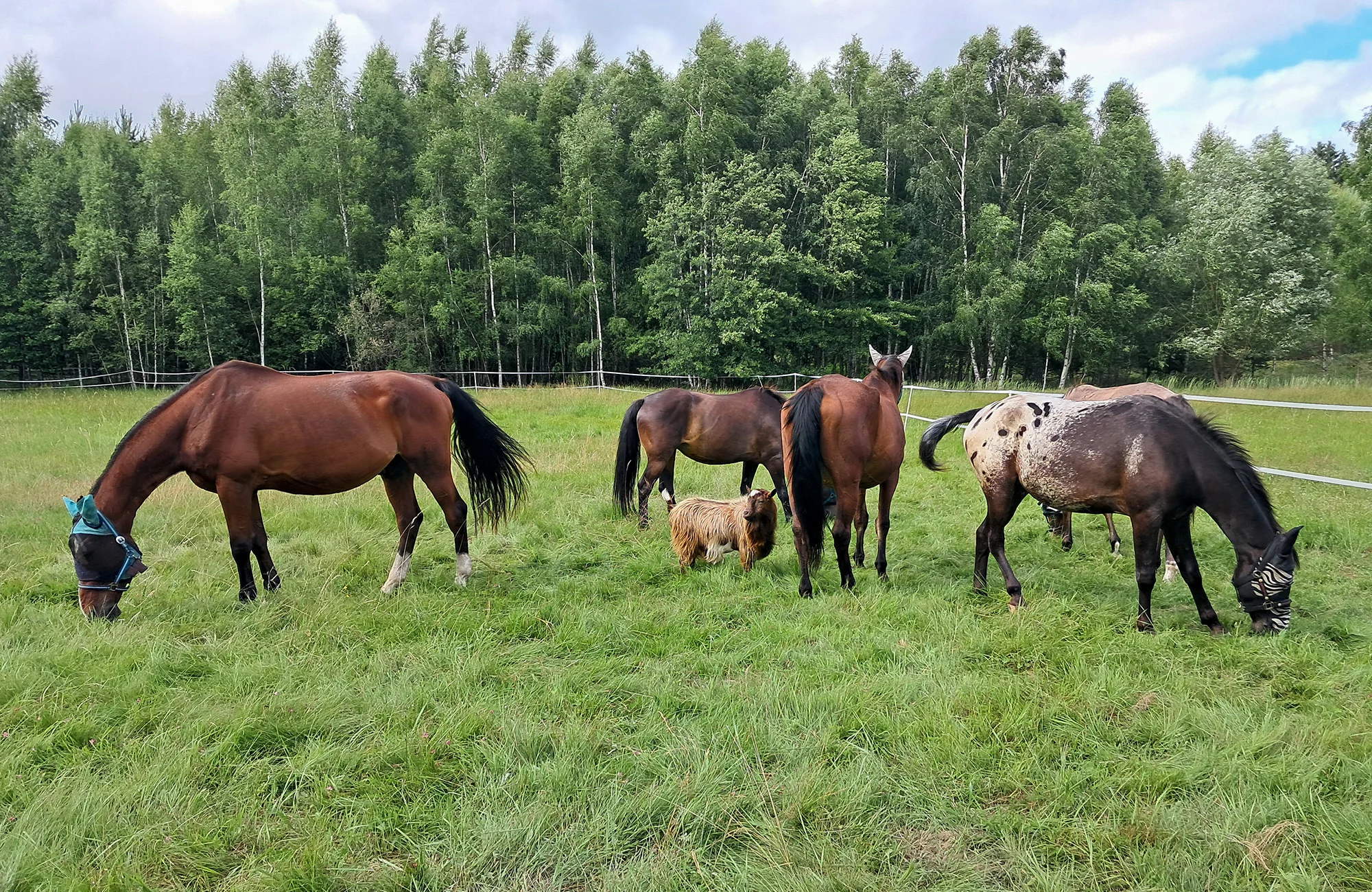 Den na ranči Esencis pro 1–⁠⁠⁠⁠⁠⁠4 osoby, vč. projížďky na koni i vaření kotlíkového guláše