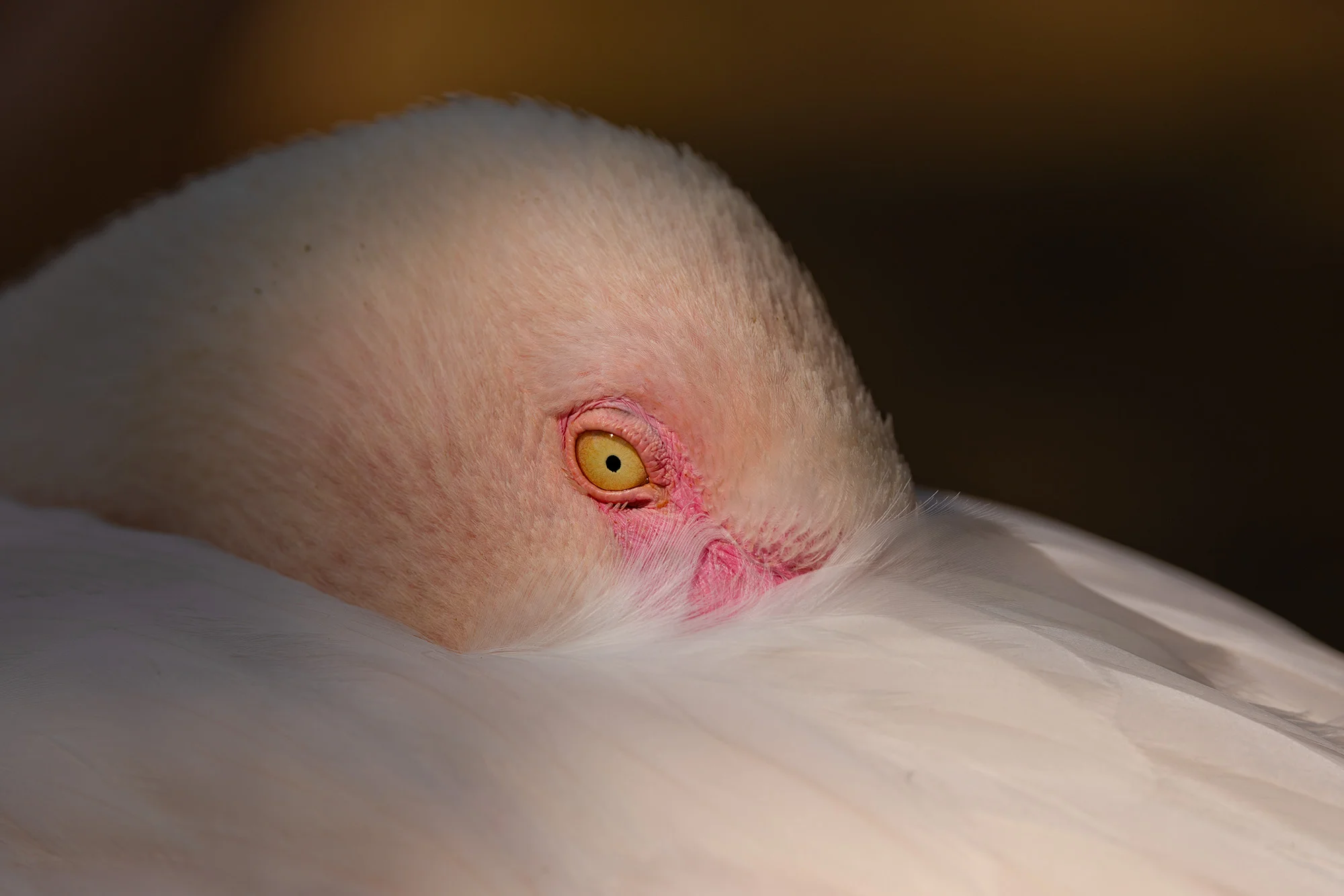 Fotografický prémium kurz v 5 různých zoo pro začátečníky i pokročilé